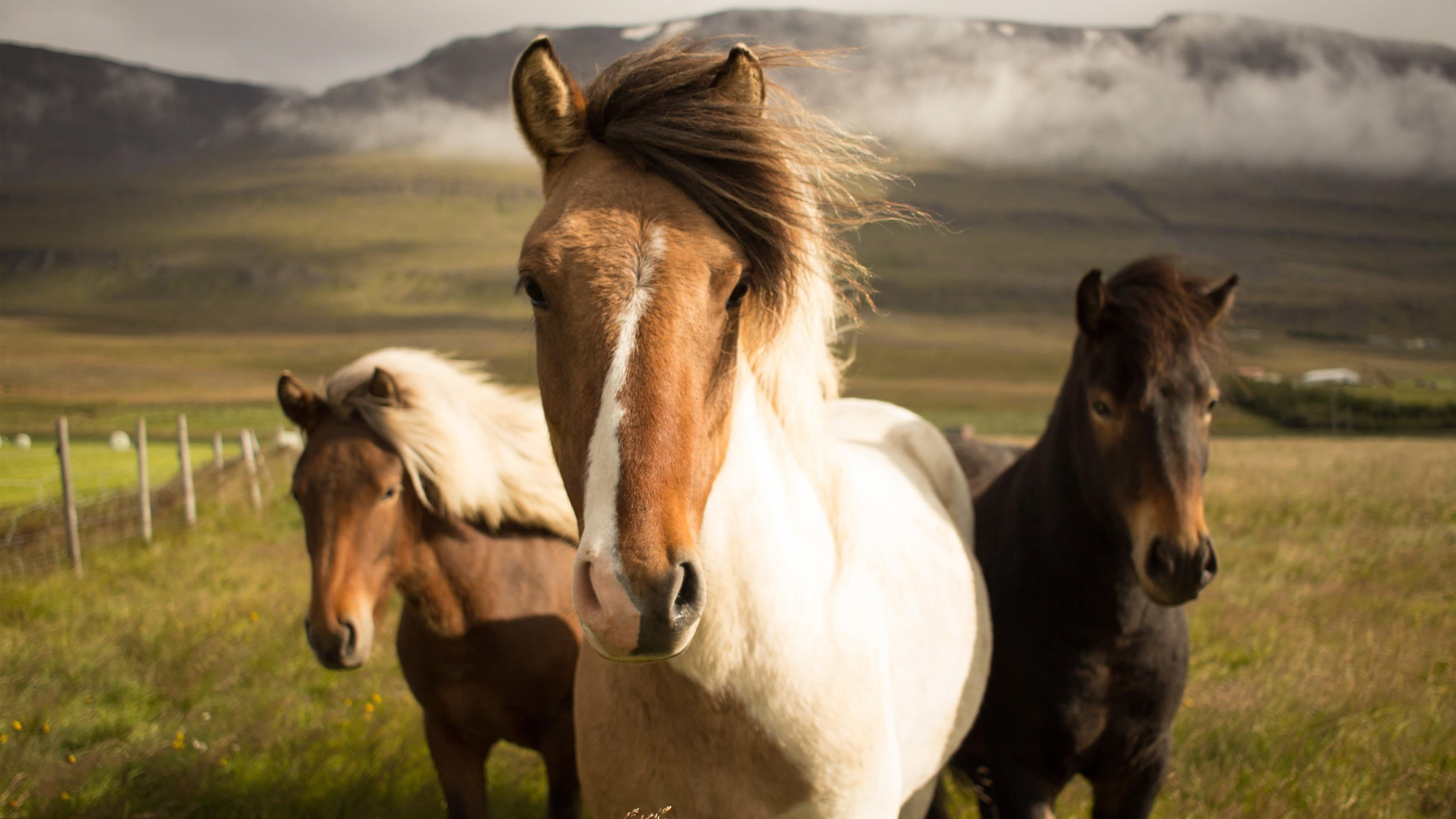 two animals, day, herbivorous, animal head, working animal, meadow, icelandic horse, vertebrate, pets, domestic animals, steppe, no people, animal themes, HD Wallpaper