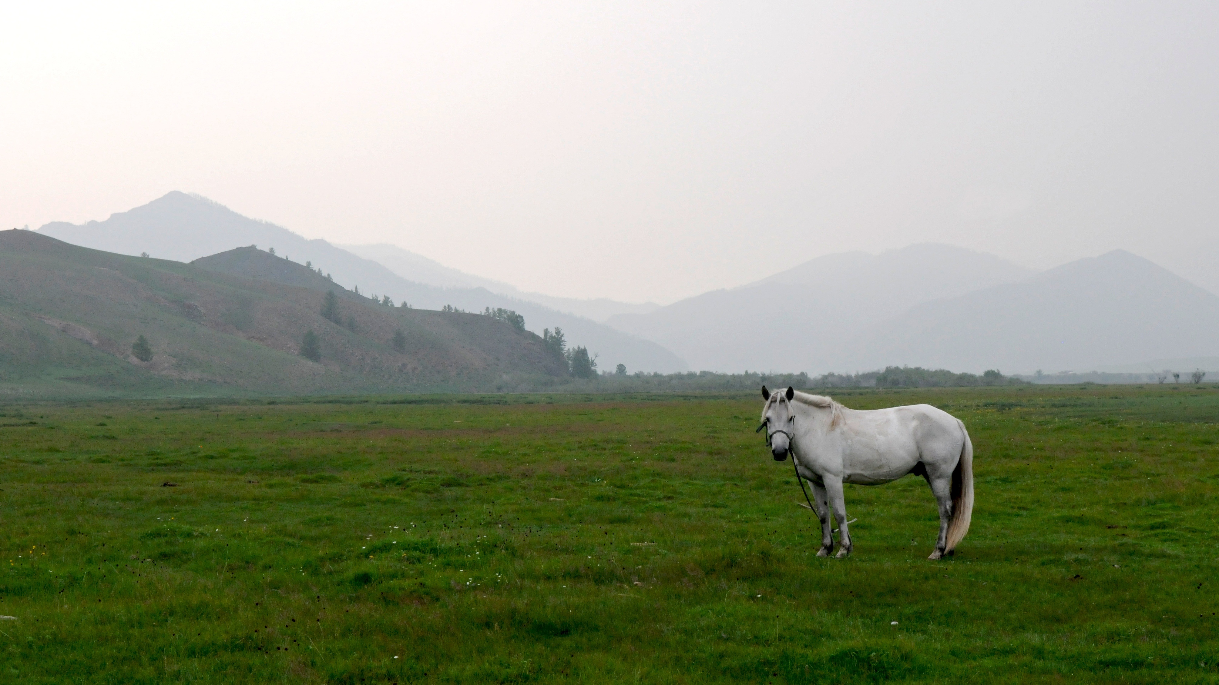4K, sky, pets, vertebrate, steppe, animal themes, livestock, land, no people, horse, mountain range, nature, mammal, mongolia, domestic, mountain, one animal, HD Wallpaper