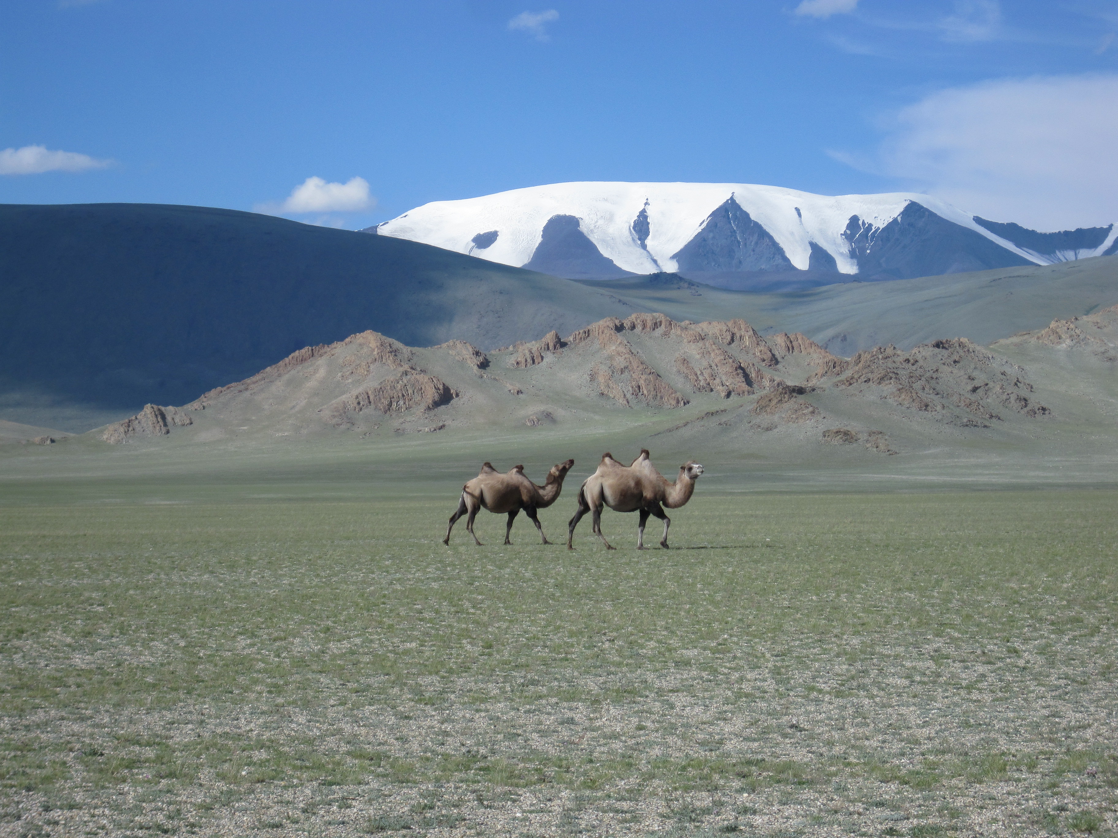 mountain range, landscape, domestic animals, herbivorous, mammal, no people, animal wildlife, environment, snow, animal, covered, near, sky, land, walking, HD Wallpaper