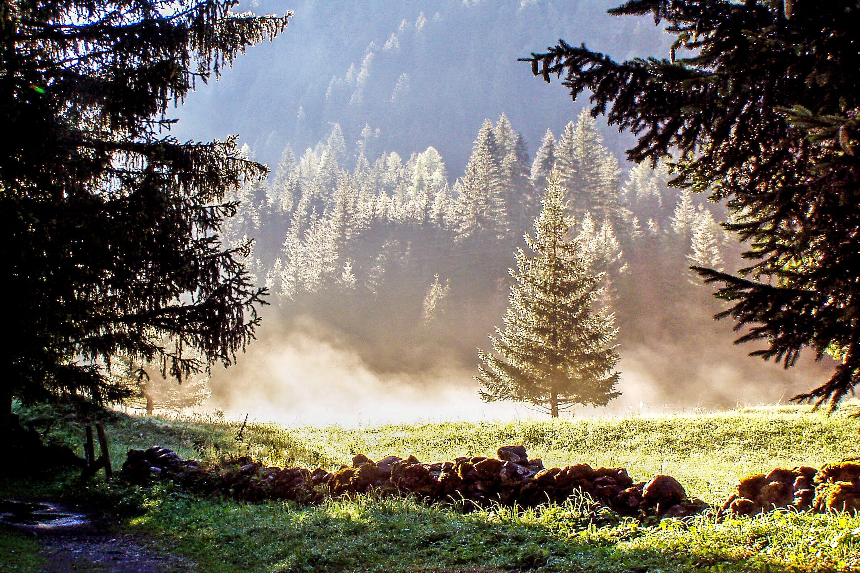 tree, sky, tranquil Scene, green Color, outdoors, forest, dew, hiking, tranquility, malga ciapela, Dolomites, no People, trees, pine Tree, fog, grass, foliage, HD Wallpaper
