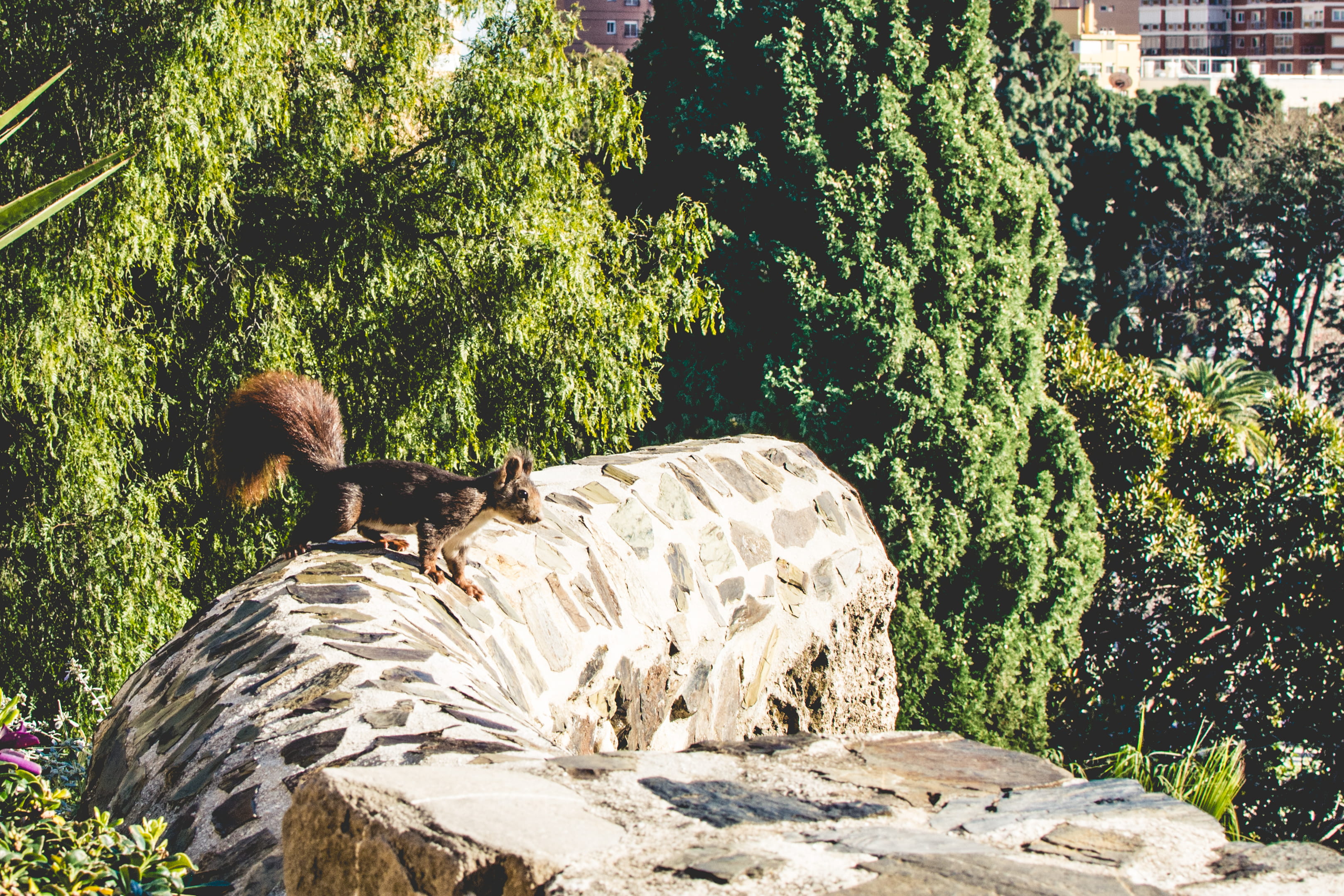 explore, sun, rock, vertebrate, squirrel, nature, animal, plant, tree, growth, rock - object, sunlight, 2K, green color, no people, málaga, solid, one animal, HD Wallpaper