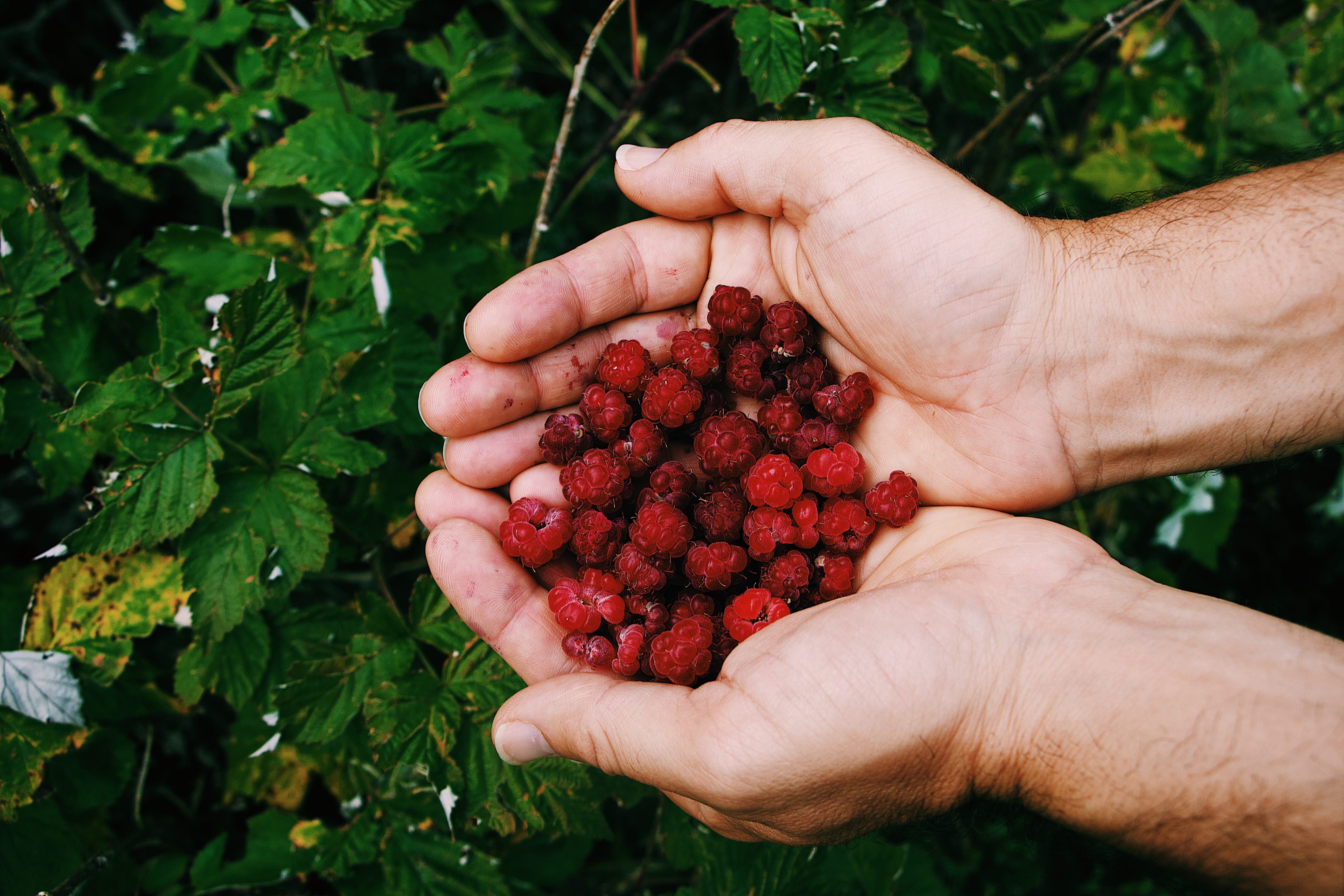 agriculture, forest, one person, food and drink, healthy lifestyle, real people, 5K, wild food, france, pink, food, finger, ancelle, human hand, nature, HD Wallpaper