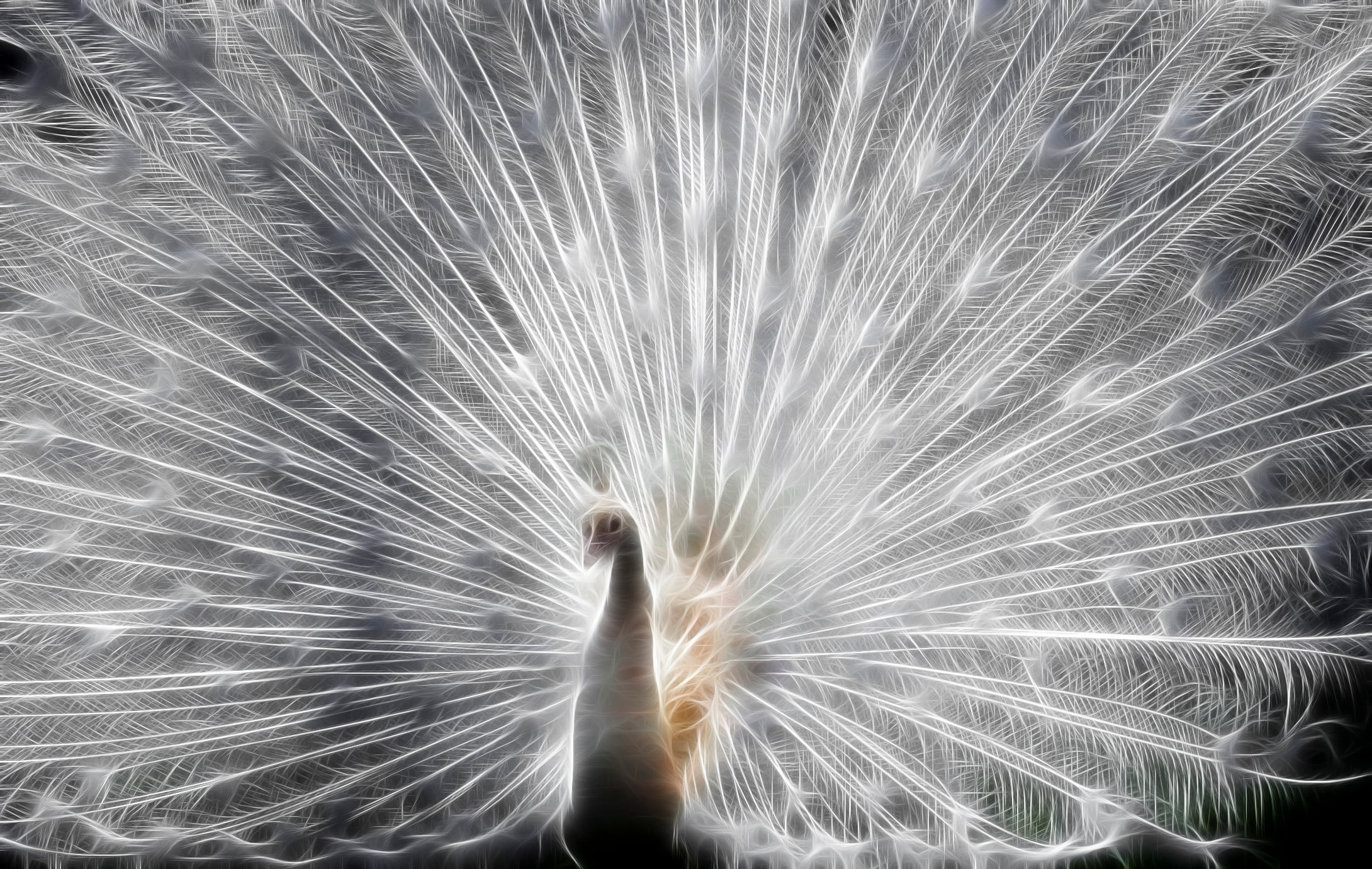 peacock, nature, feather, White Peacock, 1080P, invert, color, celebration, white, backgrounds, HD Wallpaper