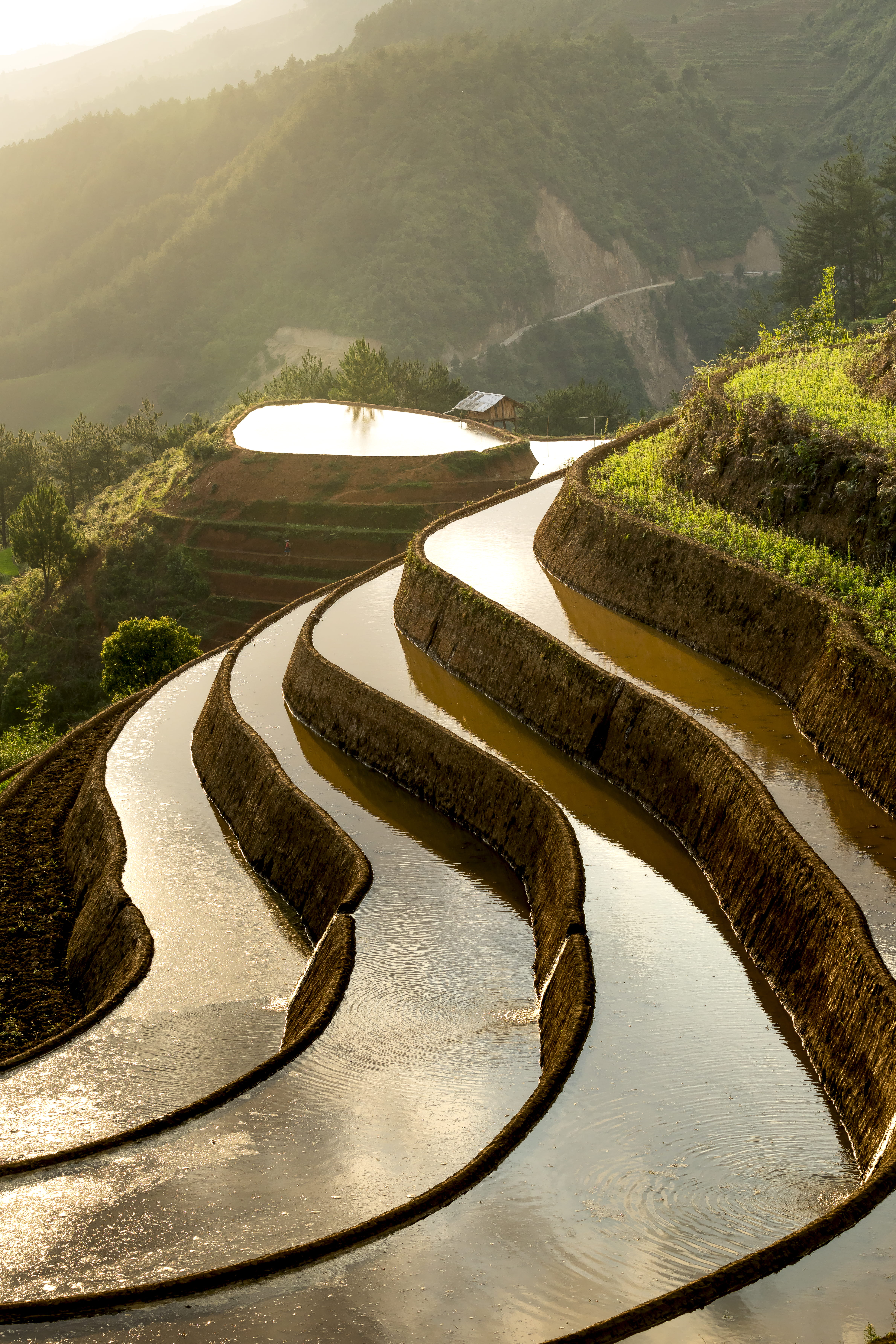 rice, high angle view, winding road, daylight, growth, mountain, terraces, tranquil scene, farmland, tourism, wet, tree, road, beauty in nature, plantation, Phone HD Wallpaper