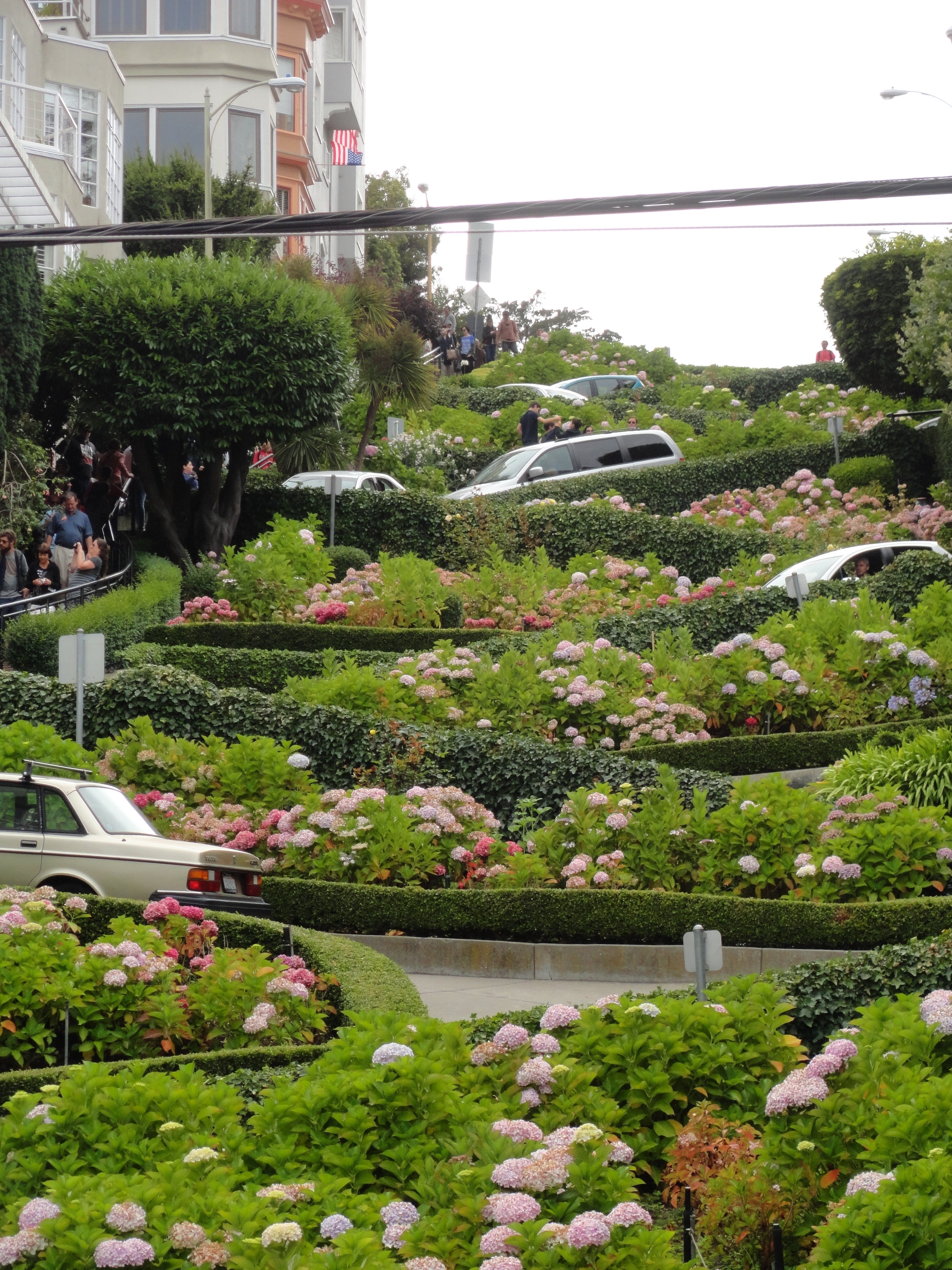 surrounding, lombard street, steep, flowering plant, building exterior, water, animal themes, zigzag, architecture, flowers, flower, no people, day, built structure, Phone HD Wallpaper
