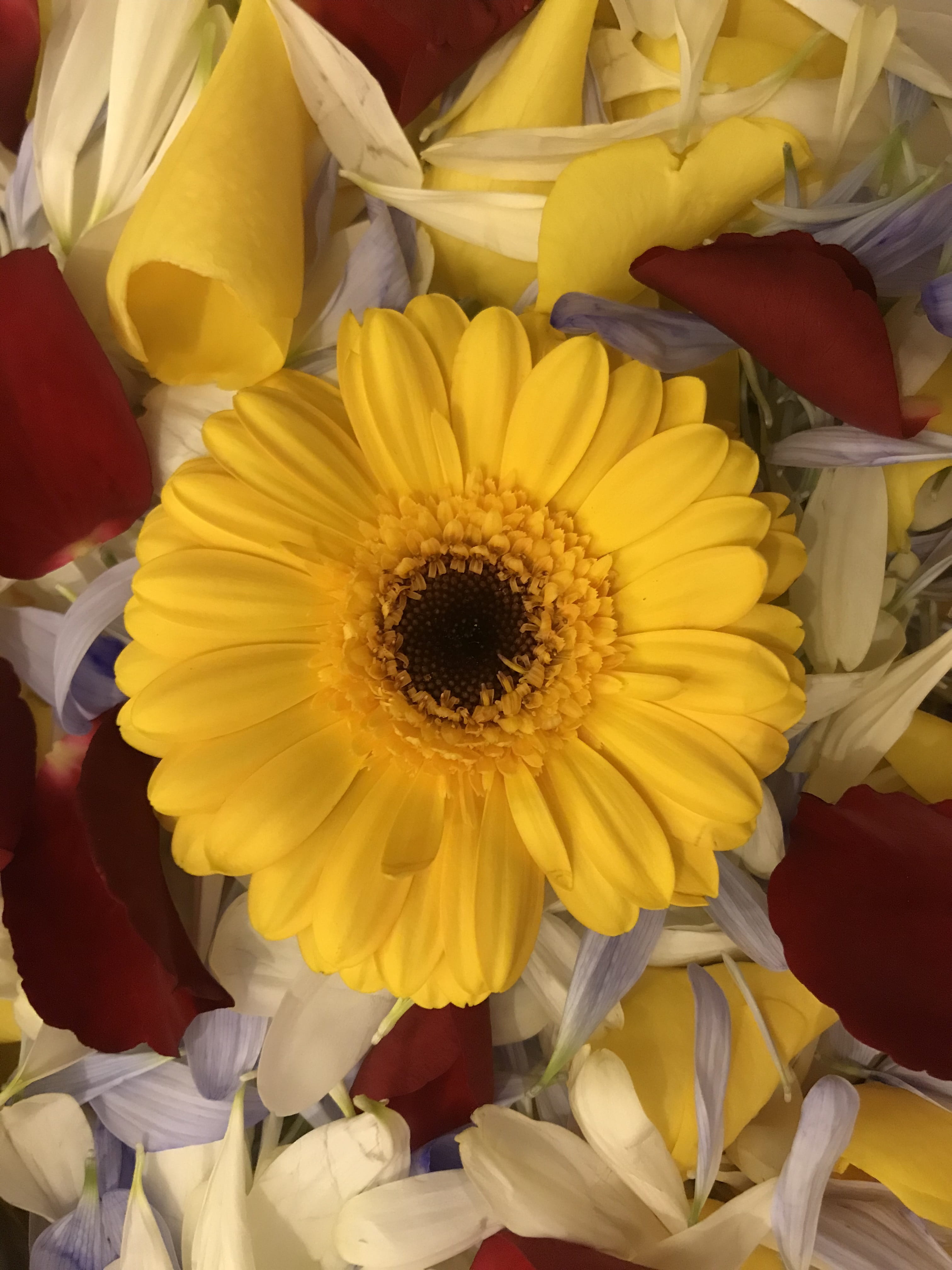 leaf, sunflower, floral, summer, bright, plant, bookmark, vibrant, spring, beauty in nature, flower, vintage, red, day, fragility, flowering plant, natural, Phone HD Wallpaper