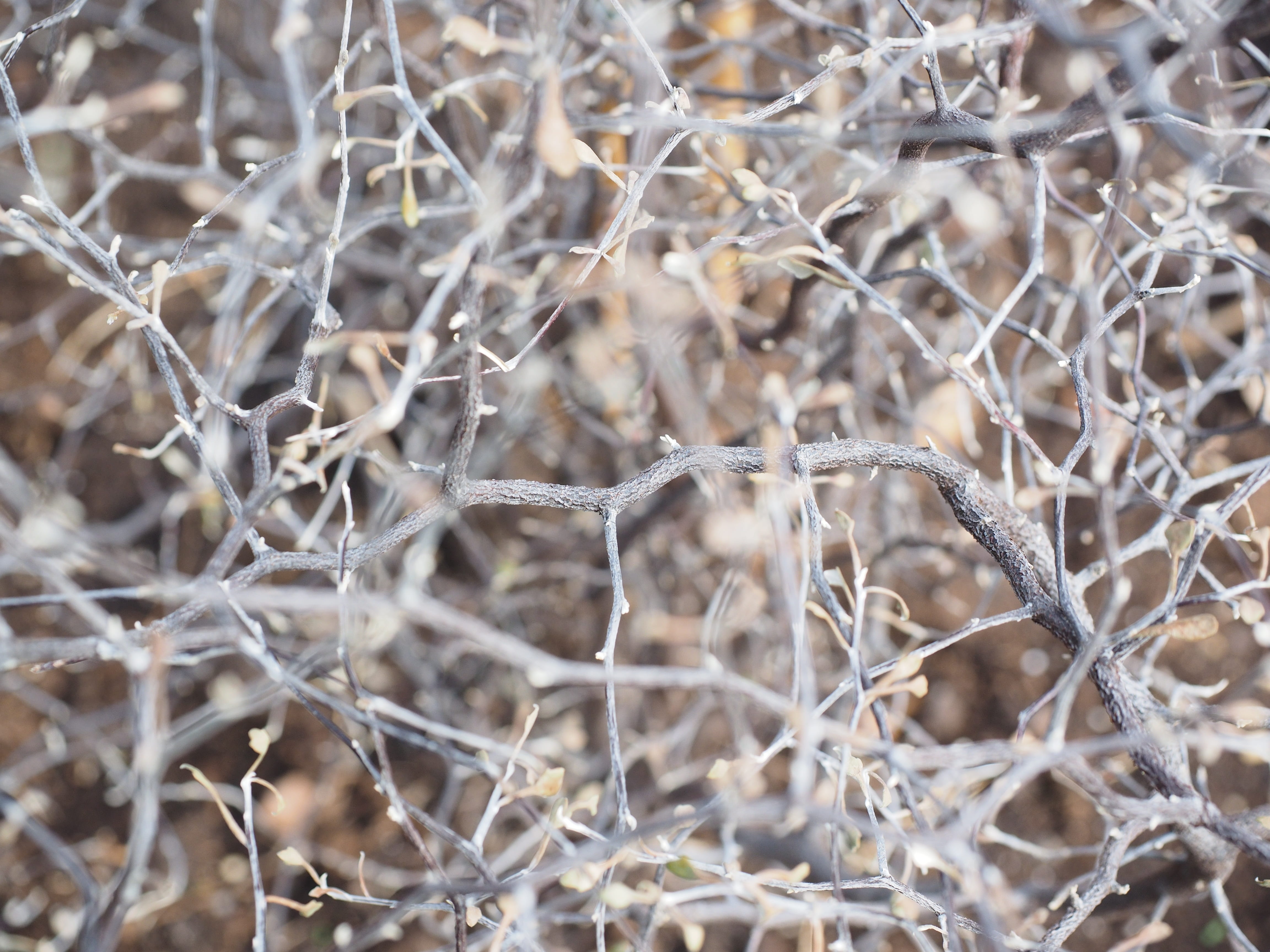 land, zigzag shrub, bush, dead plant, tranquility, plant, snow, winter, corokia cotoneaster raoul, jumble, ornamental plant, evergreen bush, aster-like, HD Wallpaper