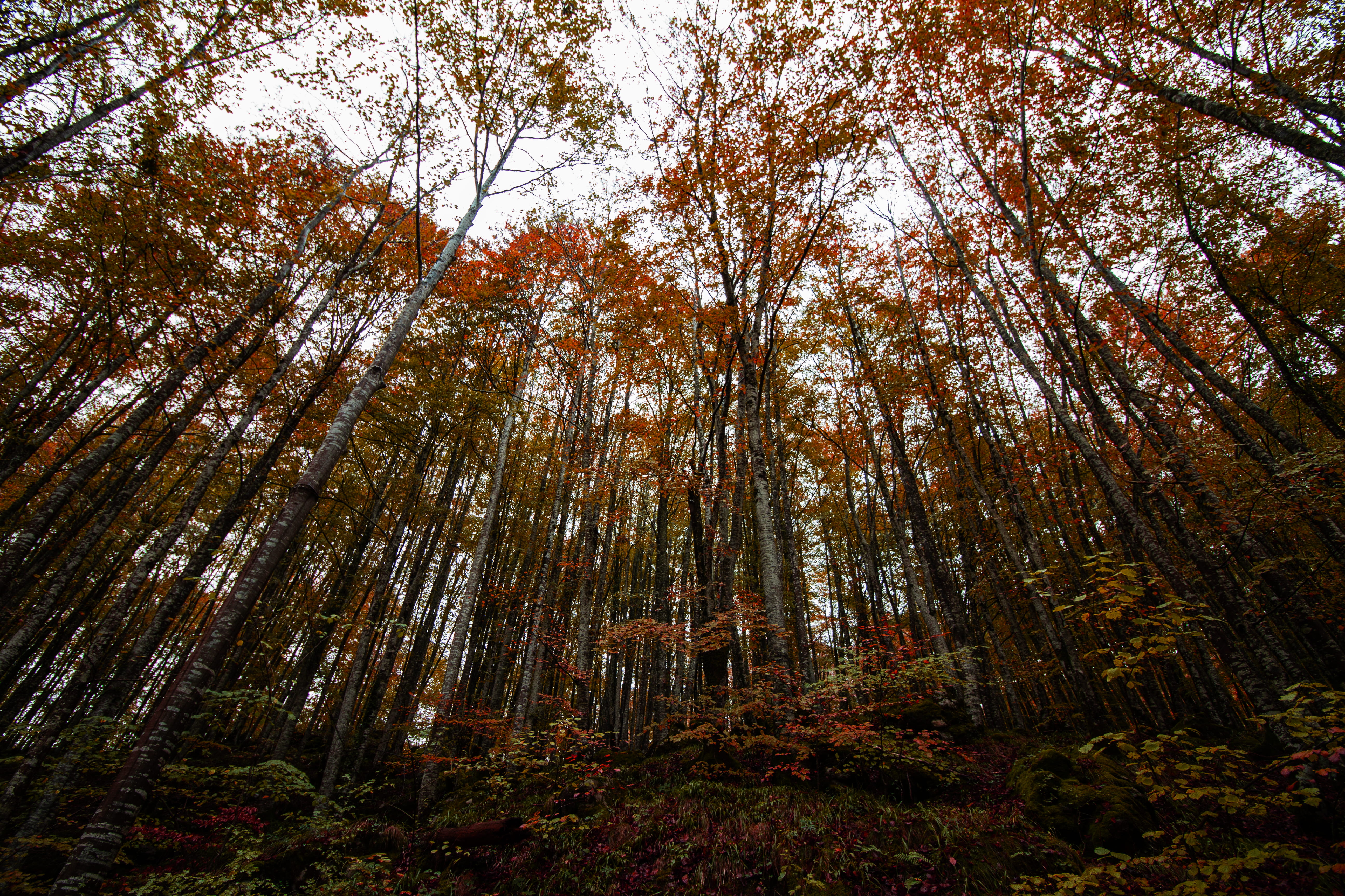 scenics - nature, change, leaves, 5K, non-urban scene, plant, dramatic, land, tall - high, tree canopy, outdoors, landscape, bamboo - plant, tree trunk, HD Wallpaper