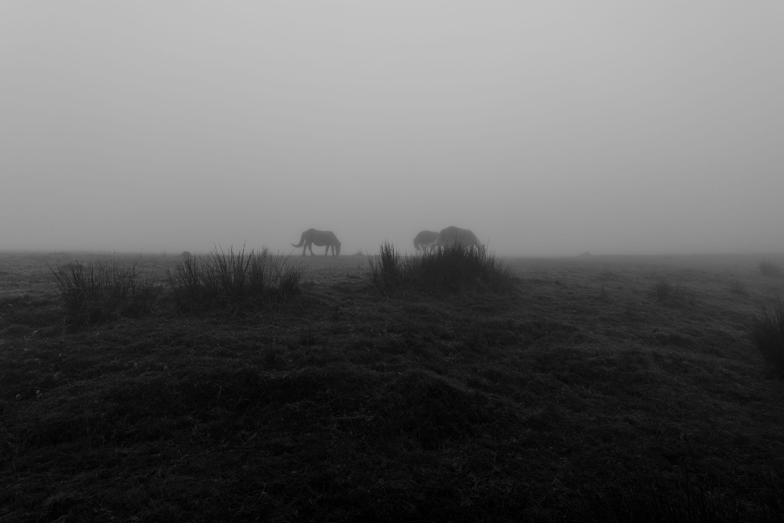 time, mysterious, non-urban scene, grass, basquecountry, france, plant, sky, landscape, weather, tranquility, copy space, day, foggy, 1080P, outdoors, HD Wallpaper
