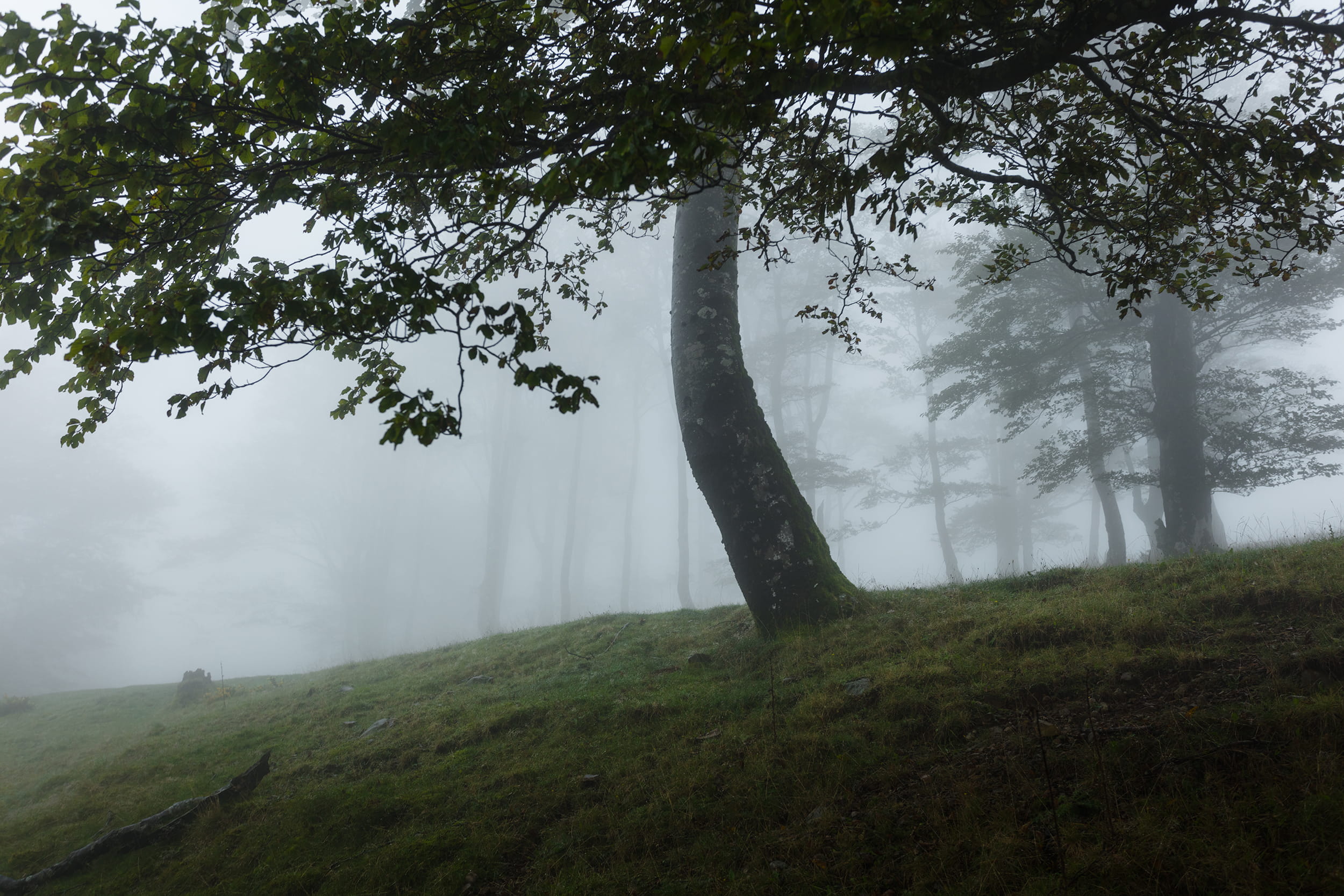 iraty, biarritz, land, tree trunk, nature, tranquility, scenics - nature, beauty in nature, environment, basquecountry, landscape, day, hazy, tranquil scene, HD Wallpaper