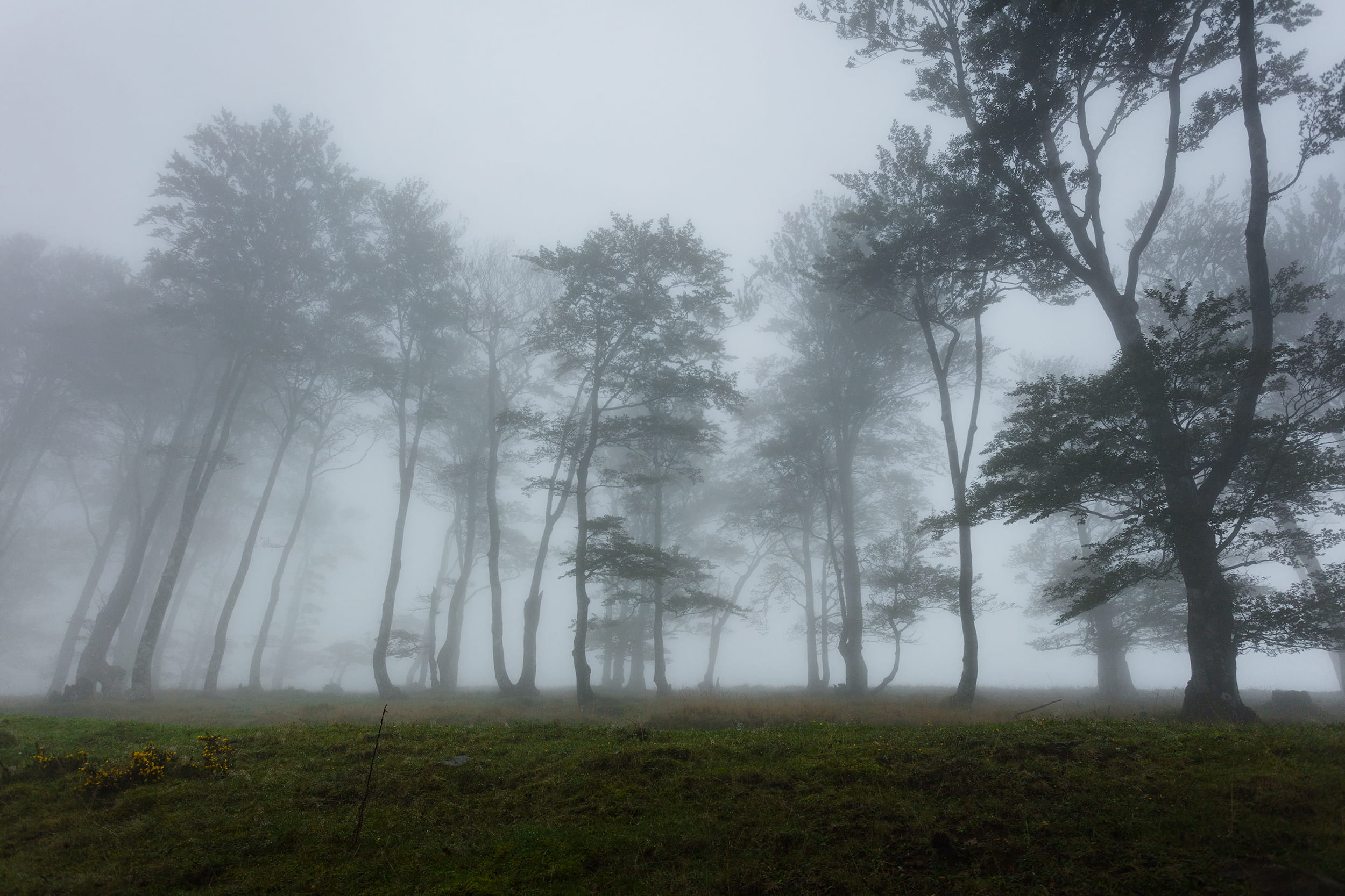 1080P, idyllic, sky, tree, day, beauty in nature, fog, trees, france, non-urban scene, tranquility, growth, lonely, outside, plant, land, no people, nature, HD Wallpaper