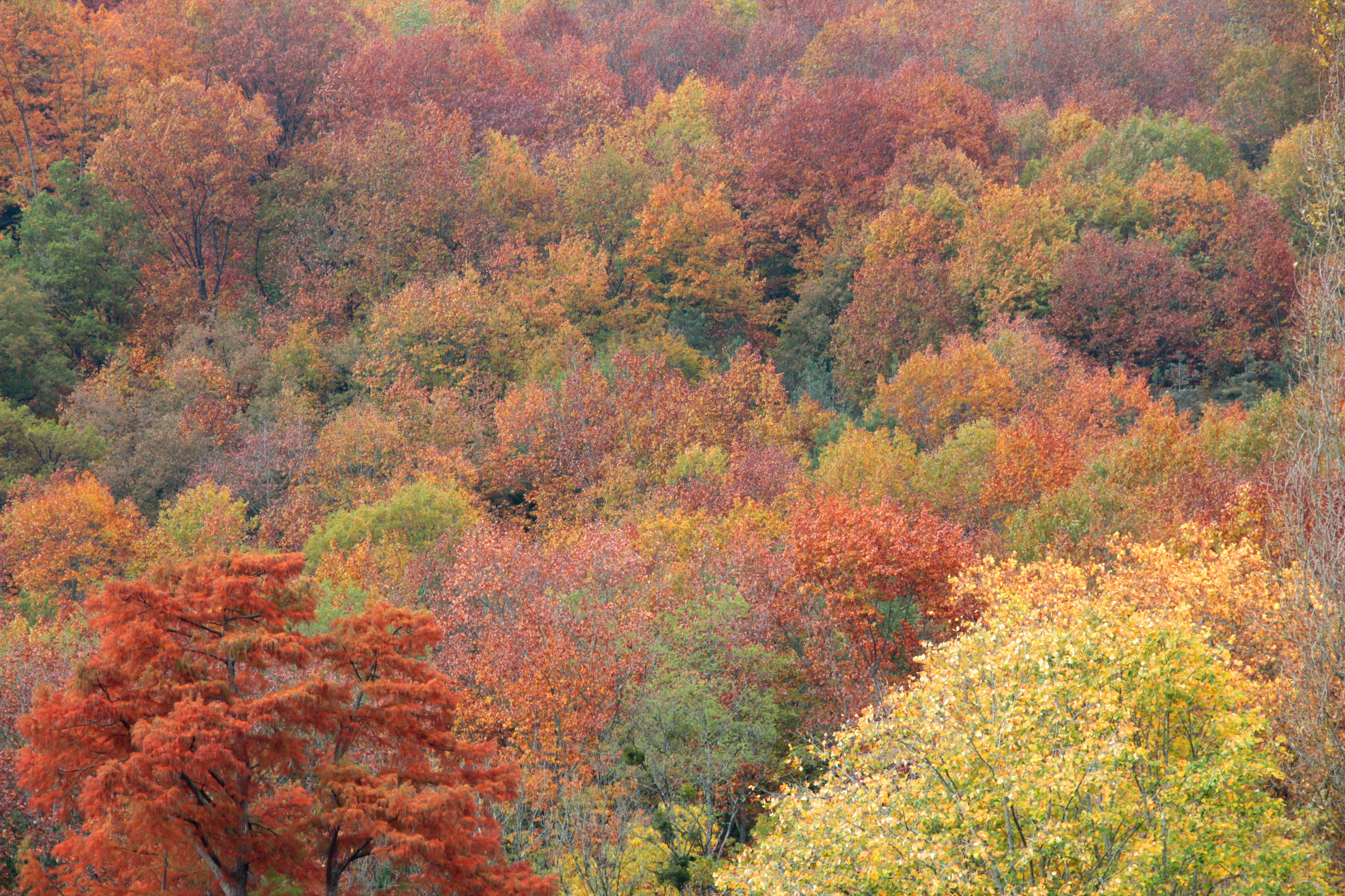 outdoors, scenics - nature, spain, change, plant part, 5K, fall, day, tranquil scene, plant, natural condition, beauty in nature, autumn collection, otoño, HD Wallpaper