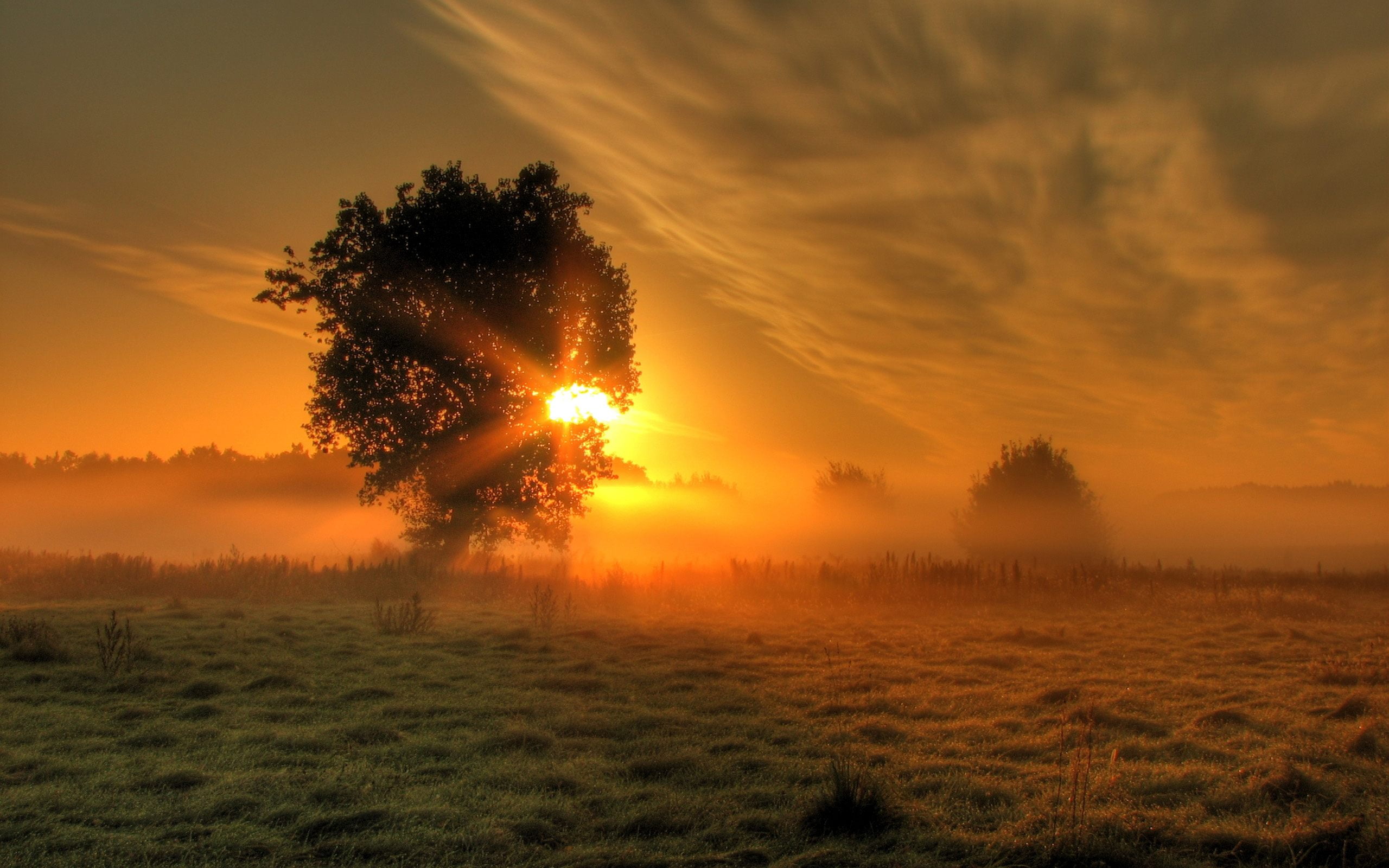 sky, landscape, scenics - nature, hazy, beauty in nature, niebla, nature, sunset, orange color, naturaleza, non-urban scene, arbol, no people, sol, field, HD Wallpaper
