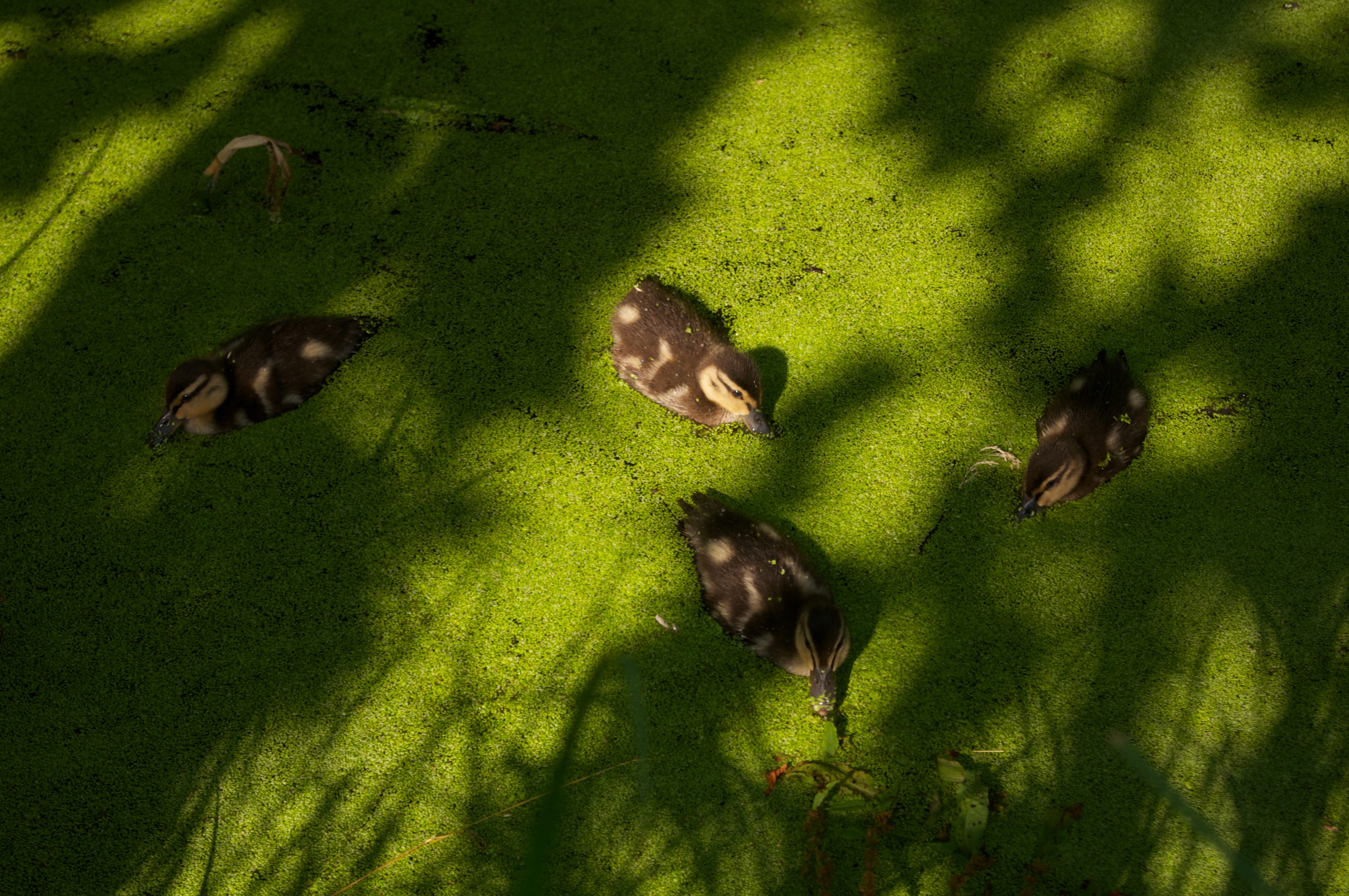 4K, nature, wildlife, insect, green color, no people, marsh, lake, sun, animal, ducklings, plant, beauty in nature, outdoors, medium group of animals, HD Wallpaper