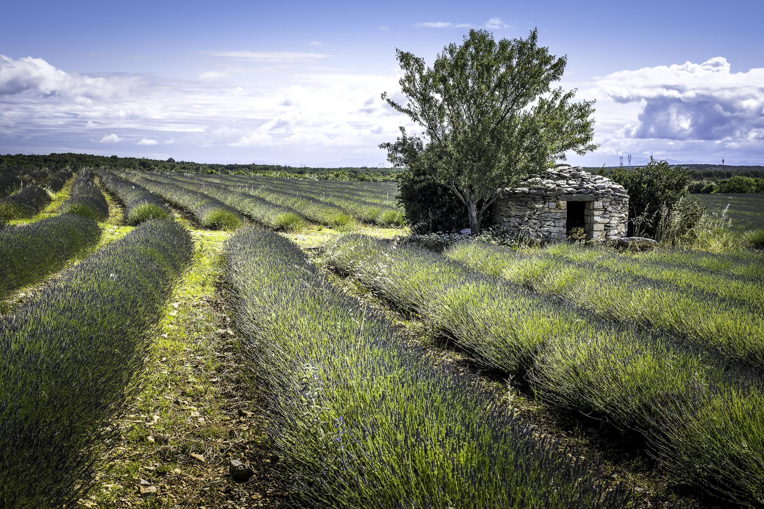 landscape, field, doux, parfum, hill, green Color, landscaped, sud, outdoors, non-Urban Scene, italy, near, sky, leaf, lavender, agriculture, scenics, farm, HD Wallpaper