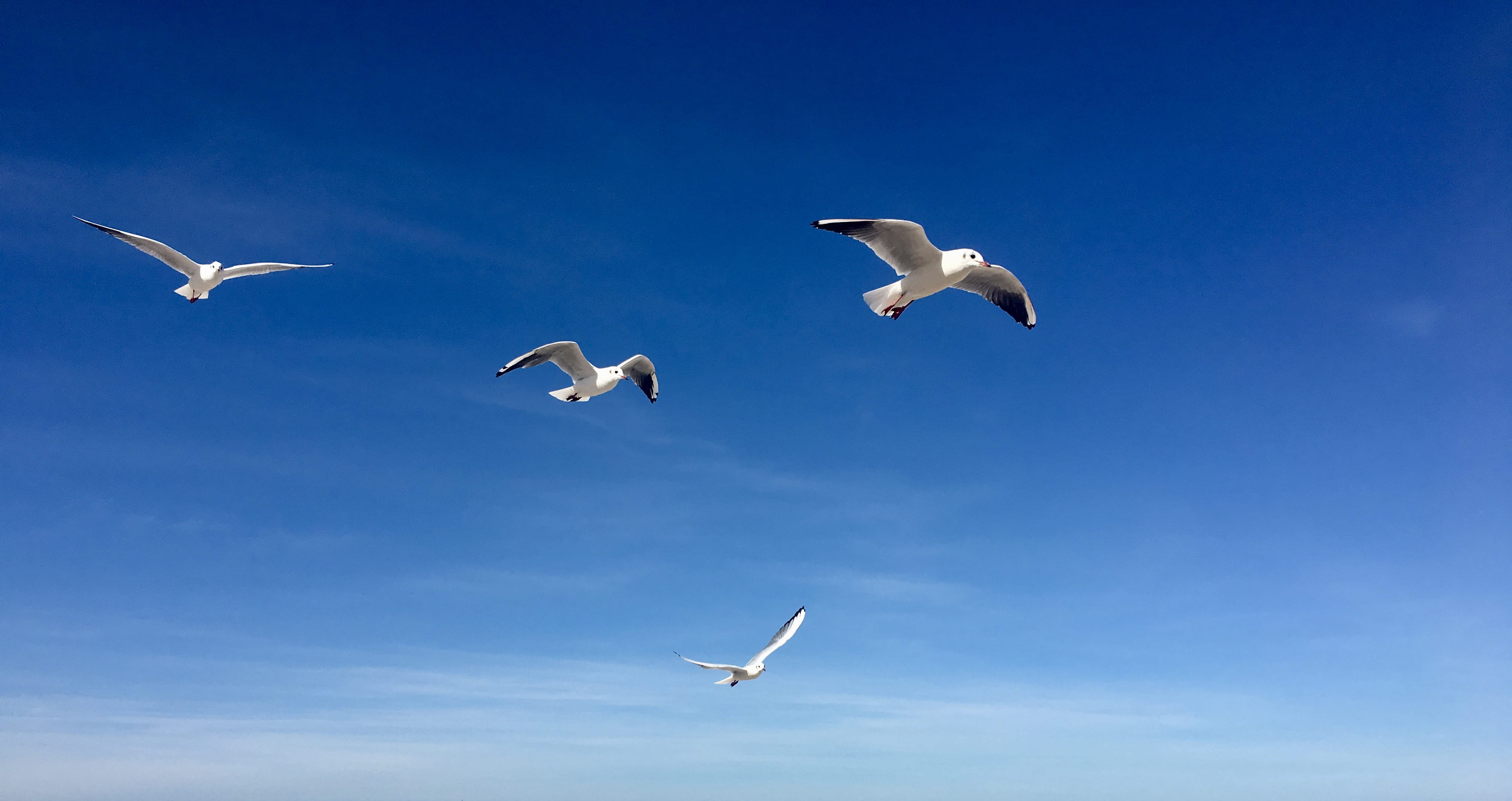 no people, vertebrate, blue, animal wildlife, animals in the wild, clear sky, animal wing, france, flying, nature, 3 impasse de la mer, trouville-sur-mer, HD Wallpaper