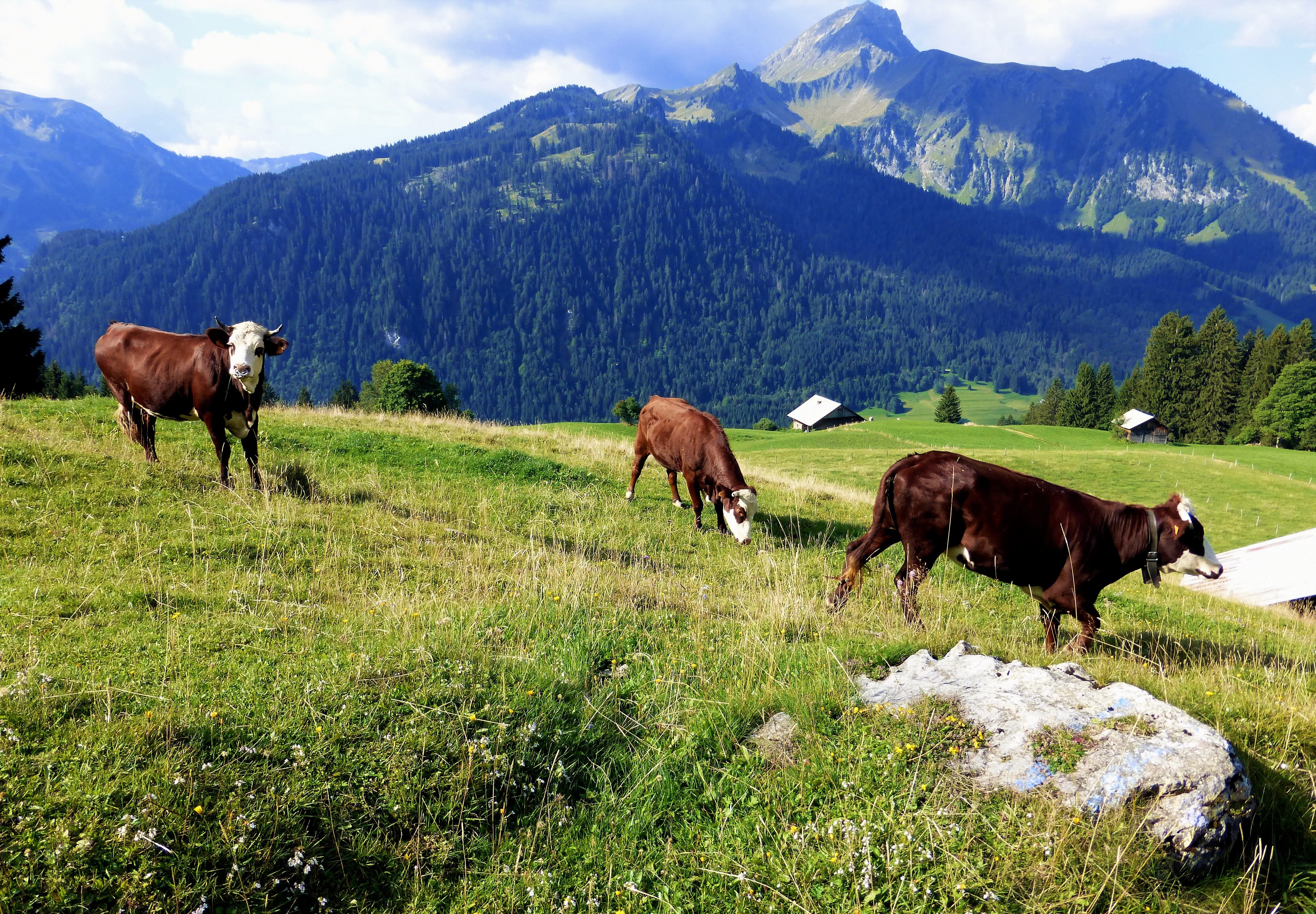 domestic, landscape, group of animals, rural, nature france, domestic animals, 4K, cattle, vertebrate, prairie, haute savoie, grass, land, animal, beauty in nature, HD Wallpaper