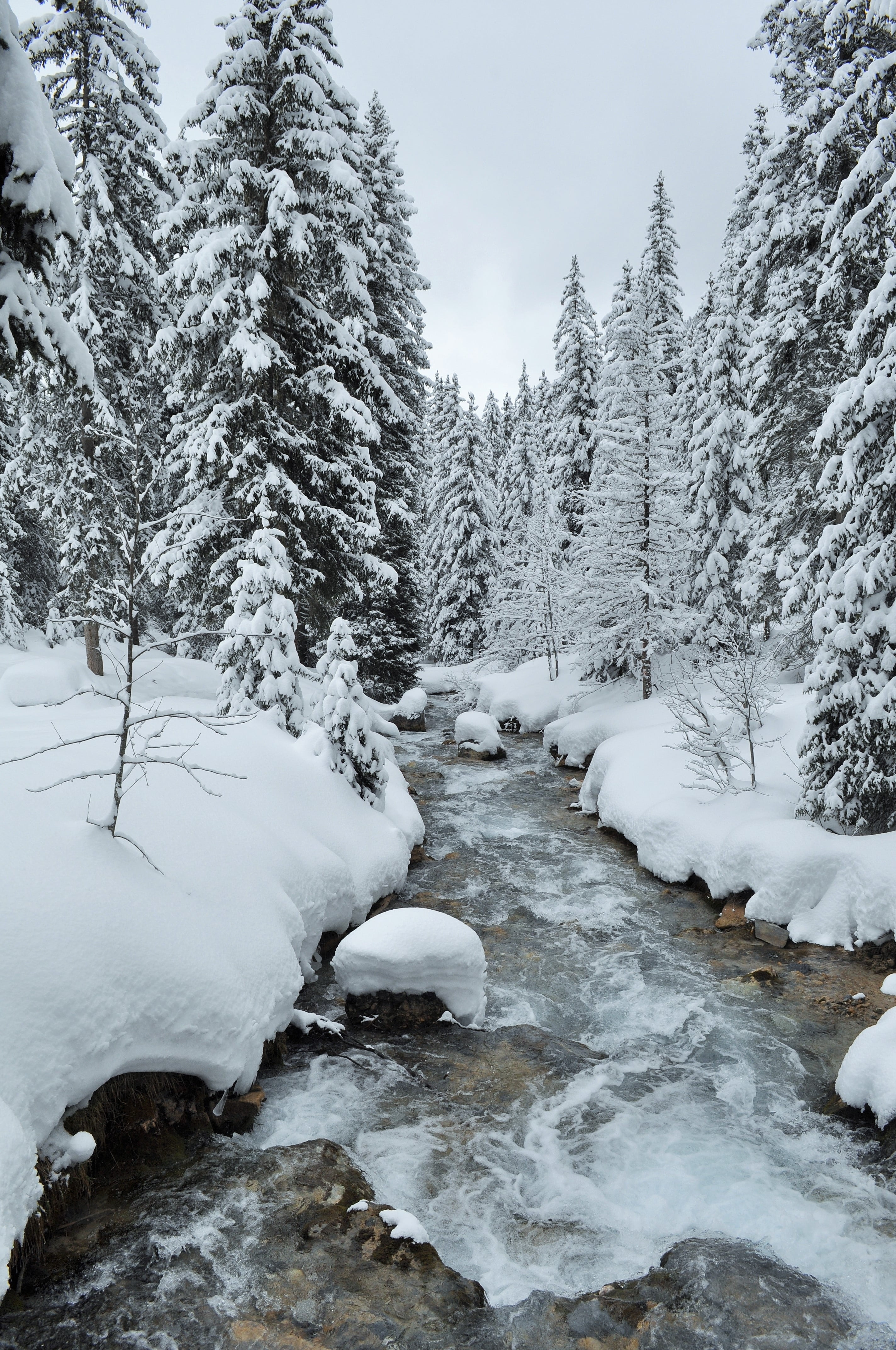 4K, forest, no people, landscape, frozen, mountain, tree, winter landscape, torrent, flowing, courchevel, tranquility, land, high alps, alps, beauty in nature, Phone HD Wallpaper