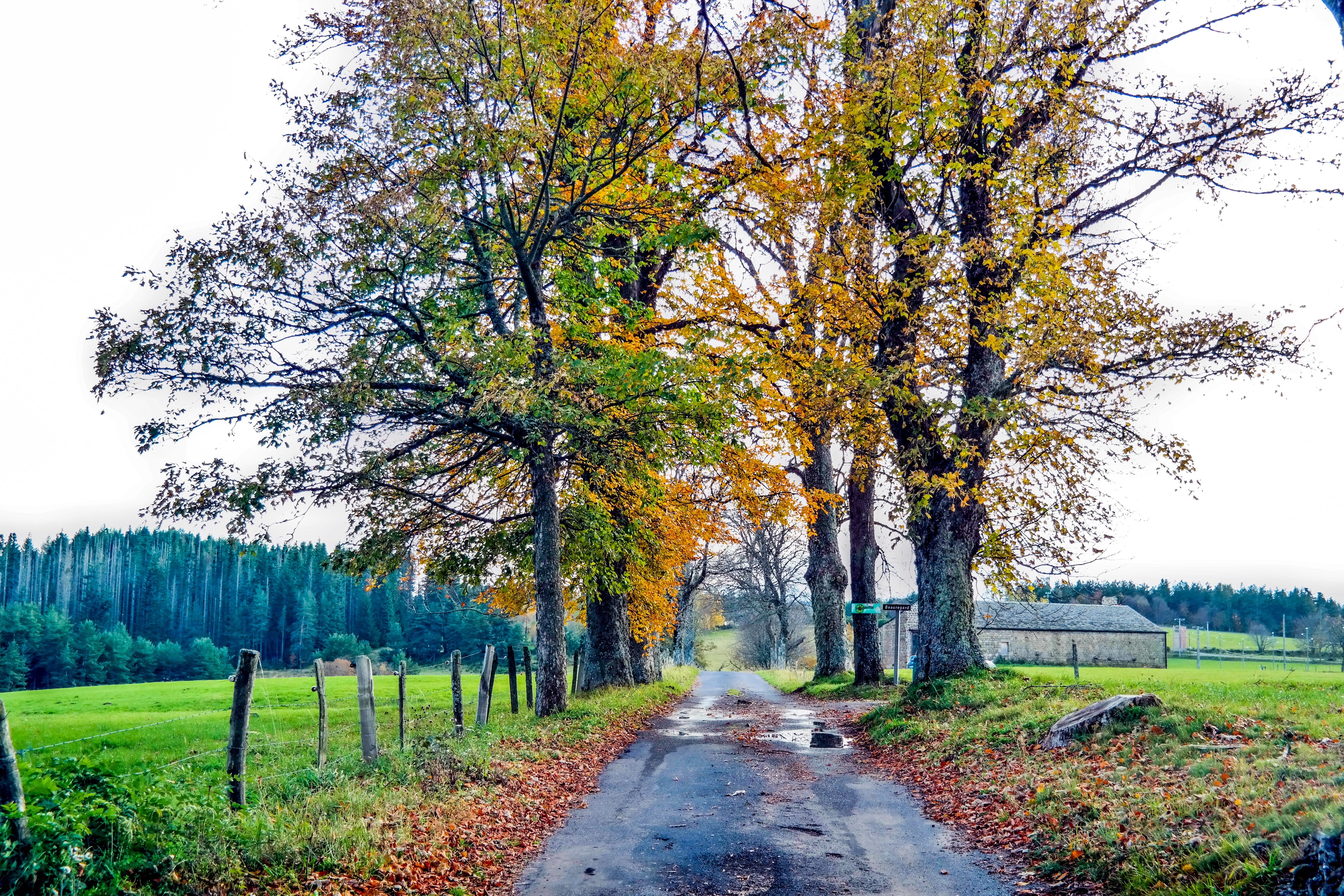forest, the way forward, road, maple leaves, foliage, tranquil scene, Leaf, tree, Fall, Leaves, no people, agriculture, color, france, dry leaves, direction, HD Wallpaper
