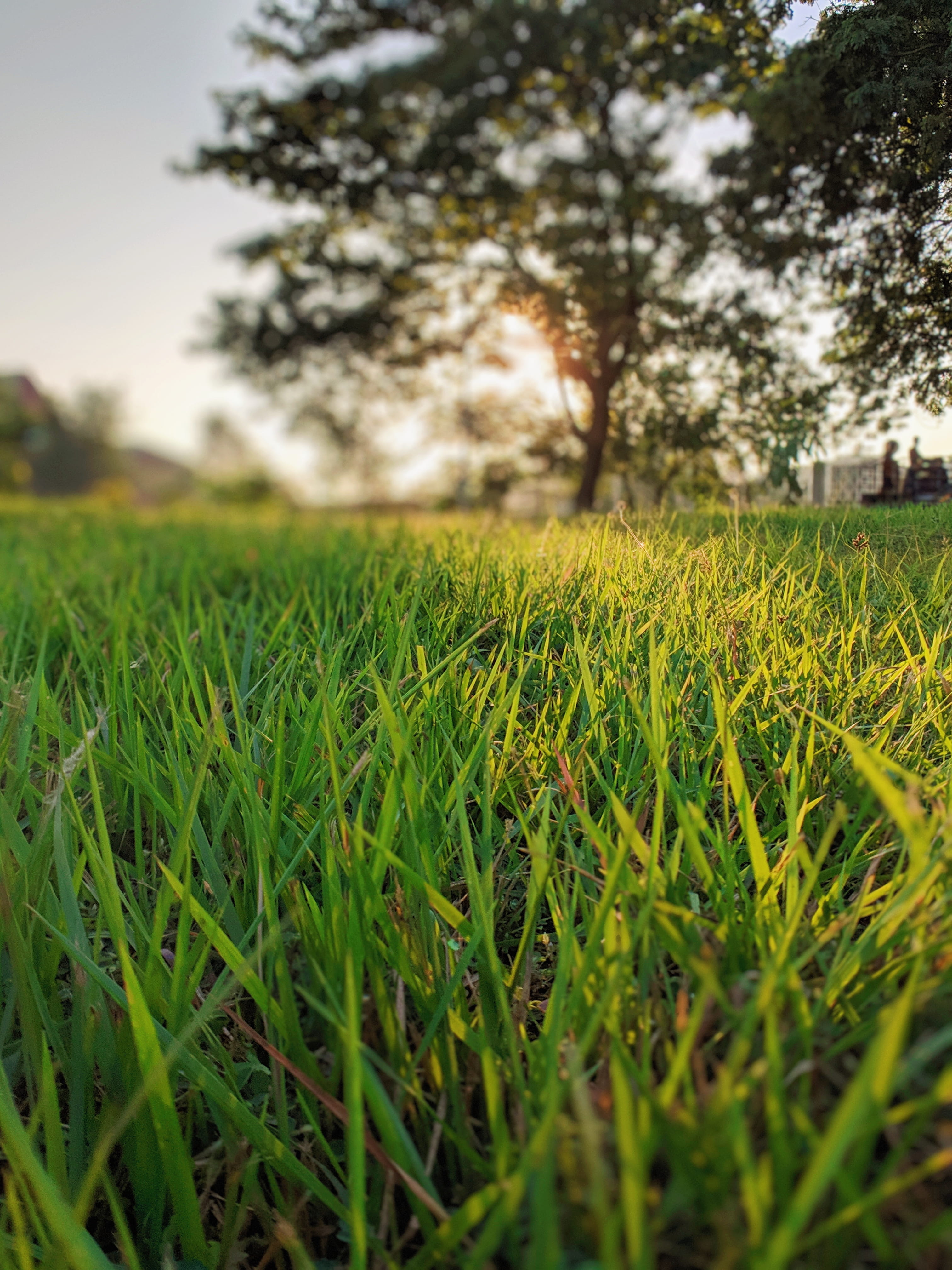 rural scene, field, green, blade of grass, plantation, day, agriculture, green color, trees, iit guwahati, selective focus, tranquil scene, golden, sunshine, Phone HD Wallpaper