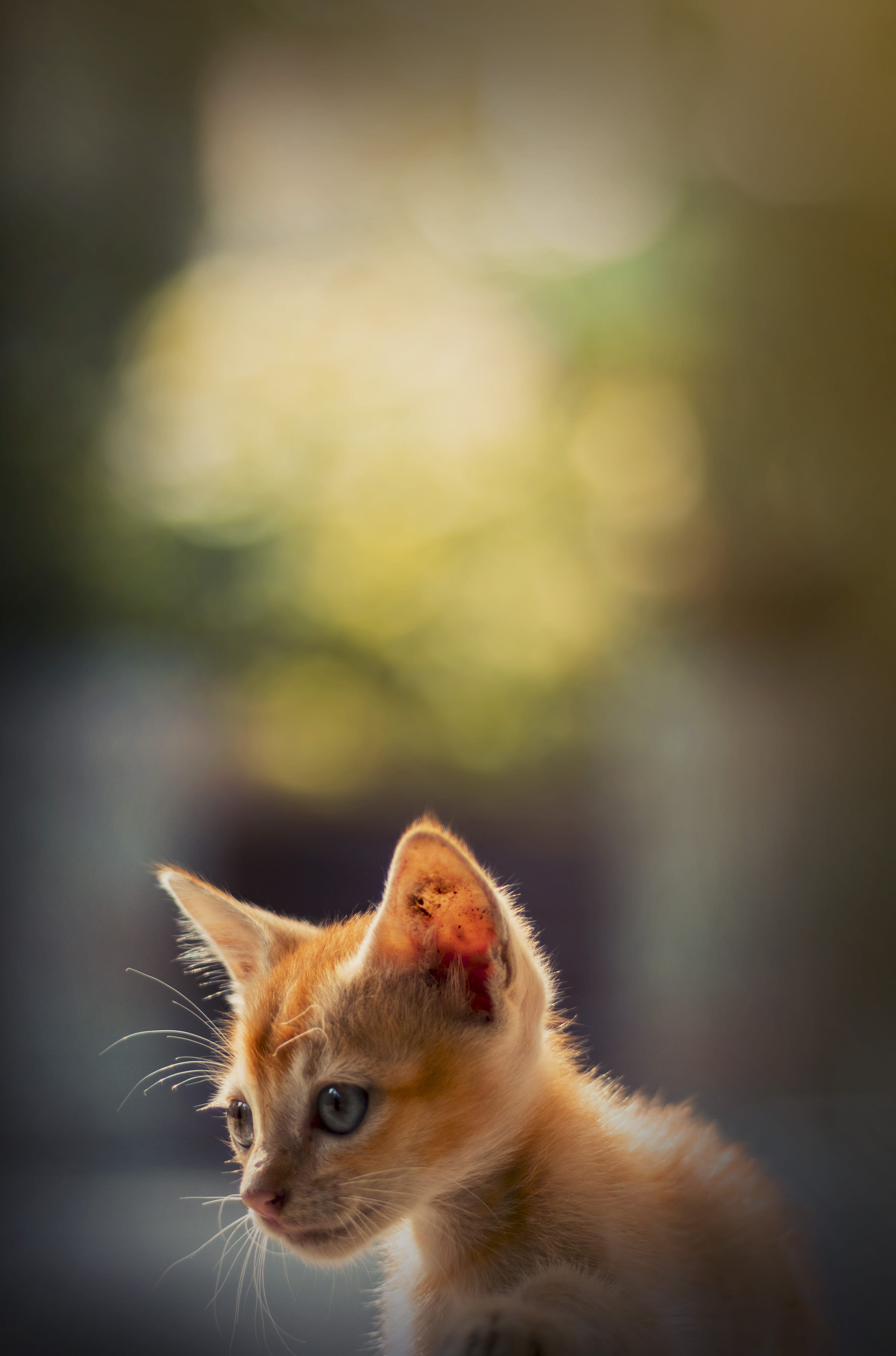 young animal, animal eye, animal, contemplation, looking, animal body part, ginger cat, focus on foreground, domestic, feline, 4K, whisker, animal themes, Phone HD Wallpaper