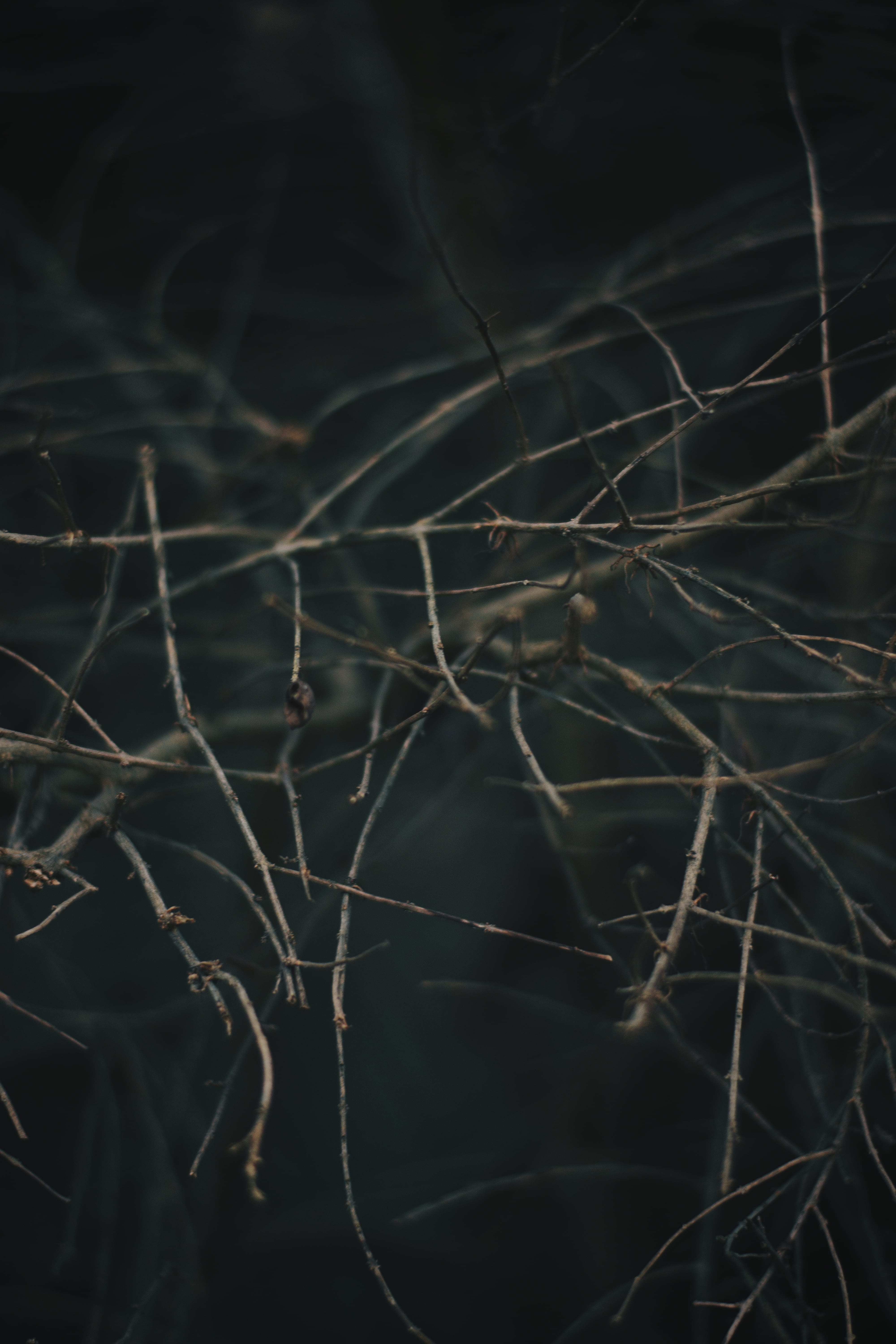 tangled, dead plant, close-up, branch, no people, 5K, outdoors, complexity, tree, focus on foreground, nature, selective focus, dried plant, plant part, Phone HD Wallpaper