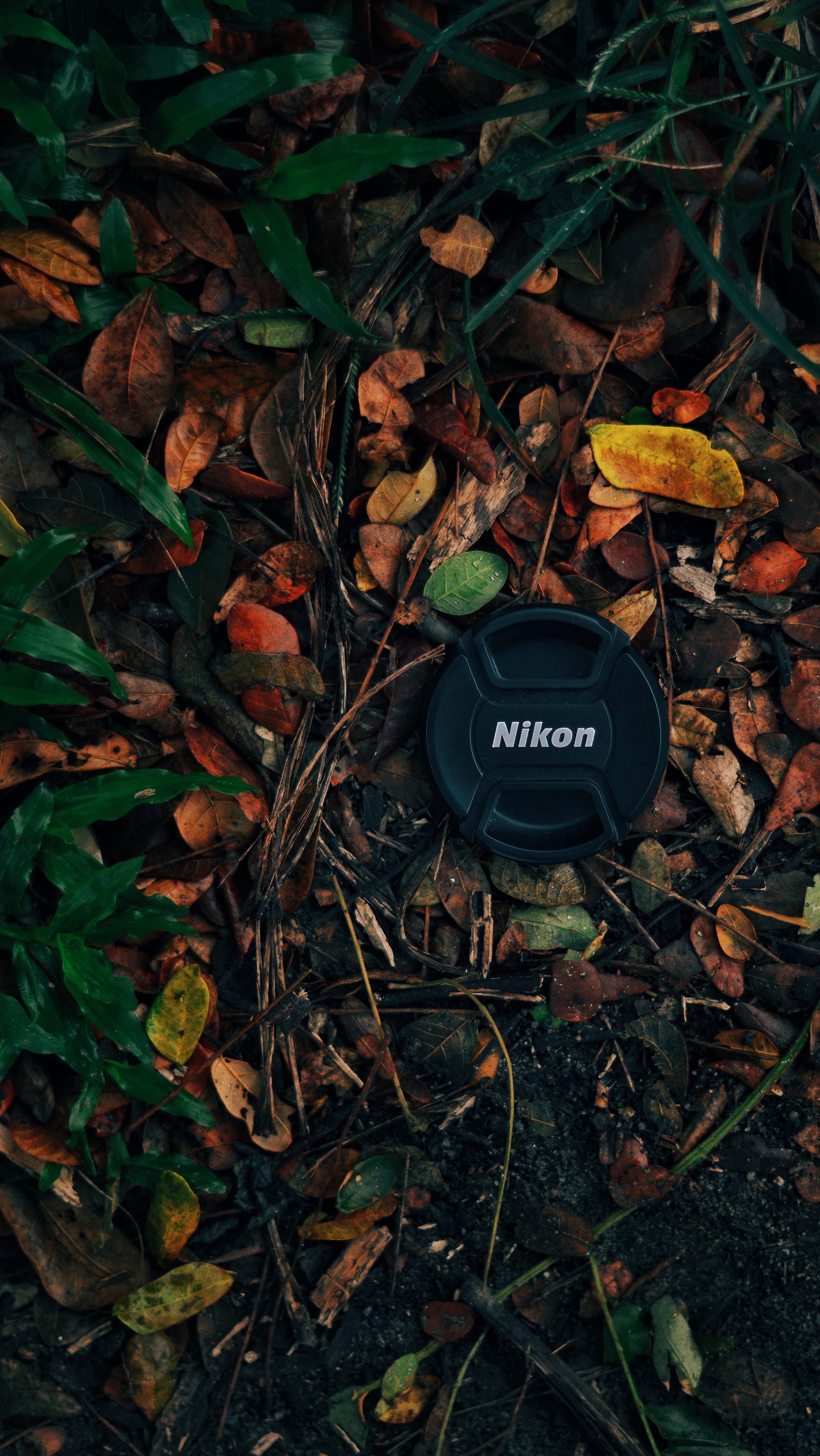 high angle view, text, growth, plant part, western script, land, india, technology, leaf, 5K, forest, field, leaves, close-up, communication, autumn, nature, Phone HD Wallpaper