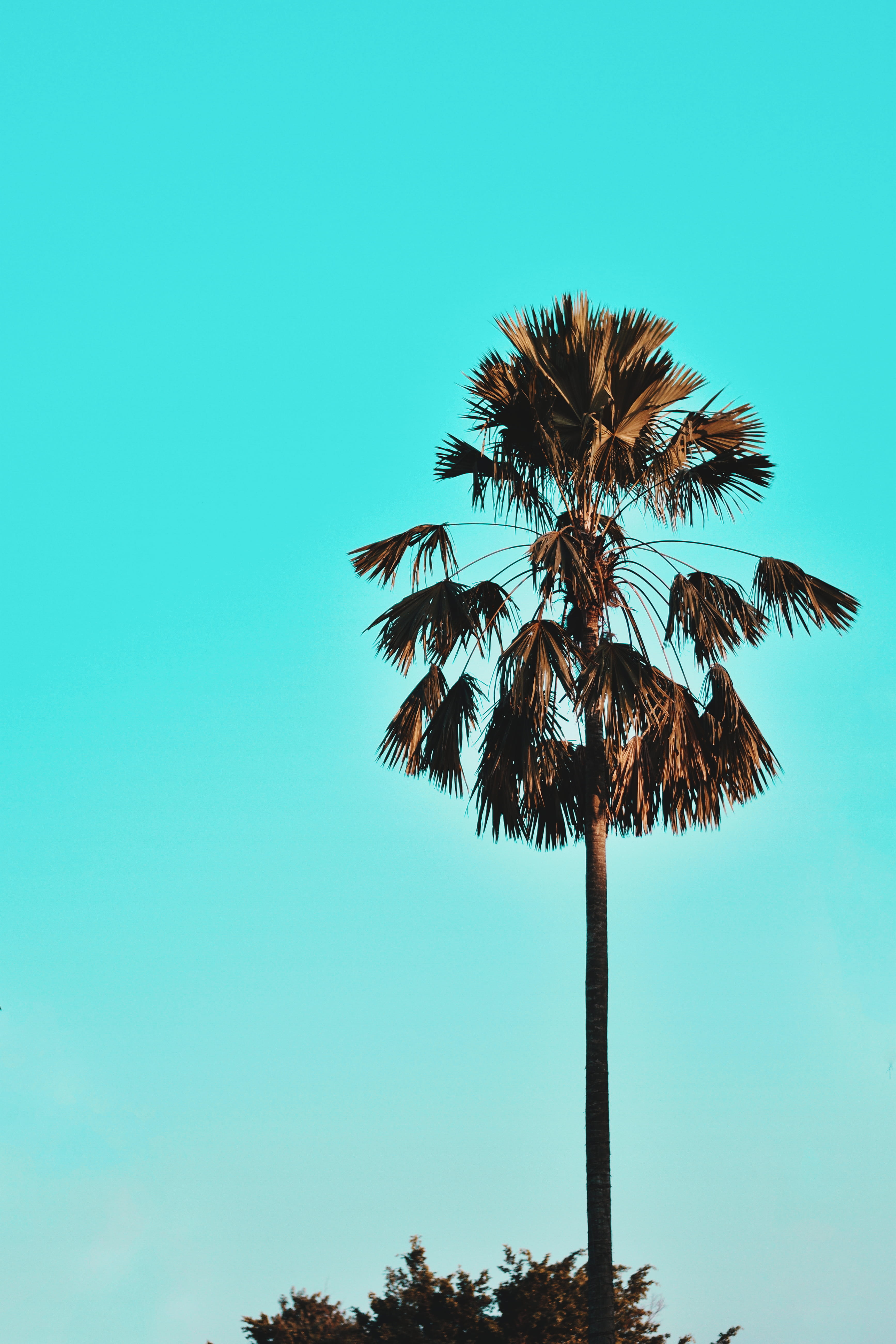 guwahati, day, trunk, india, no people, turquoise colored, nature, low angle view, tranquility, tropical tree, palm tree, outdoors, copy space, tall - high, Phone HD Wallpaper