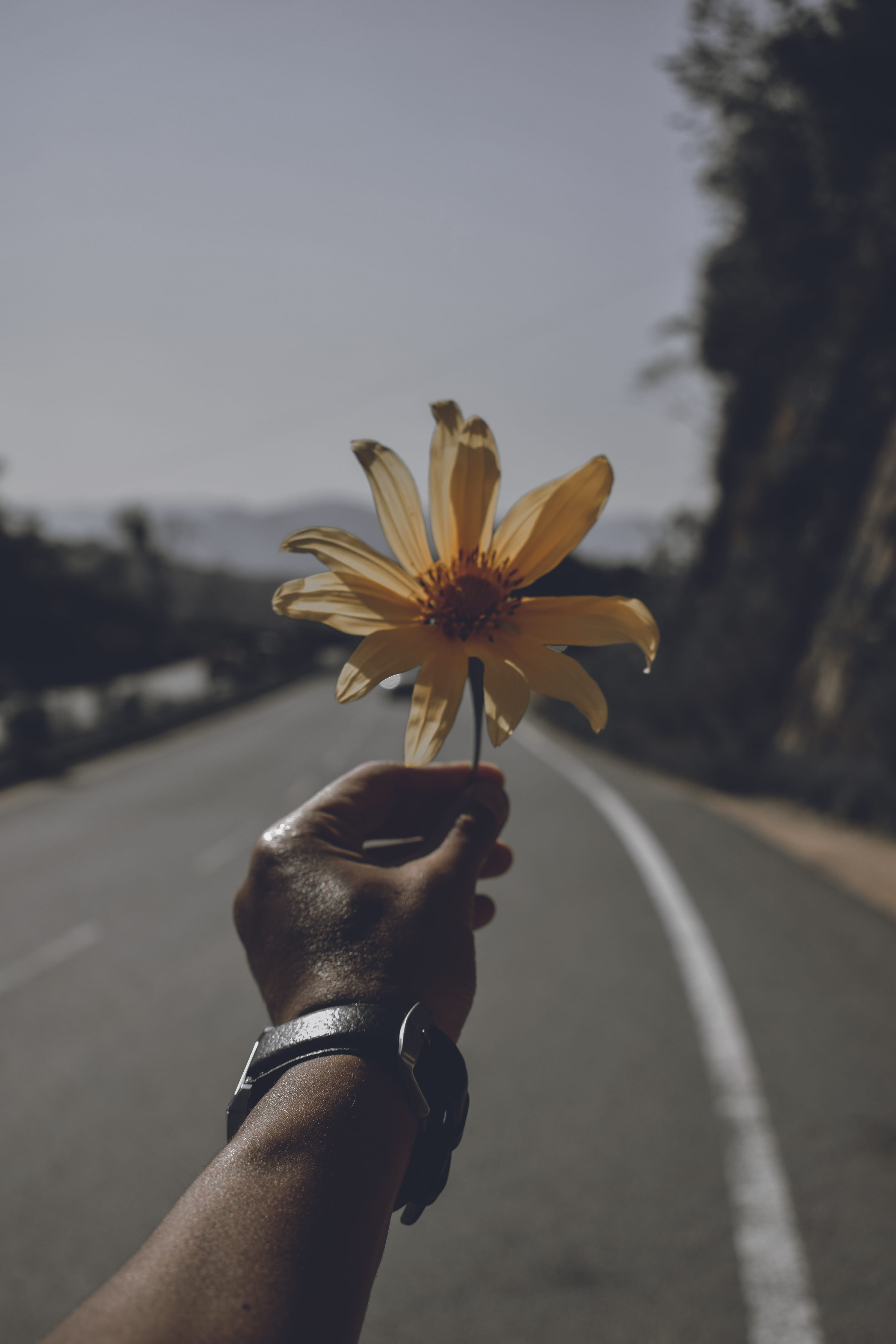 road, close-up, outdoors, outdoor, human body part, flowering plant, human limb, body part, focus on foreground, hand, freshness, flower head, portrait, Phone HD Wallpaper