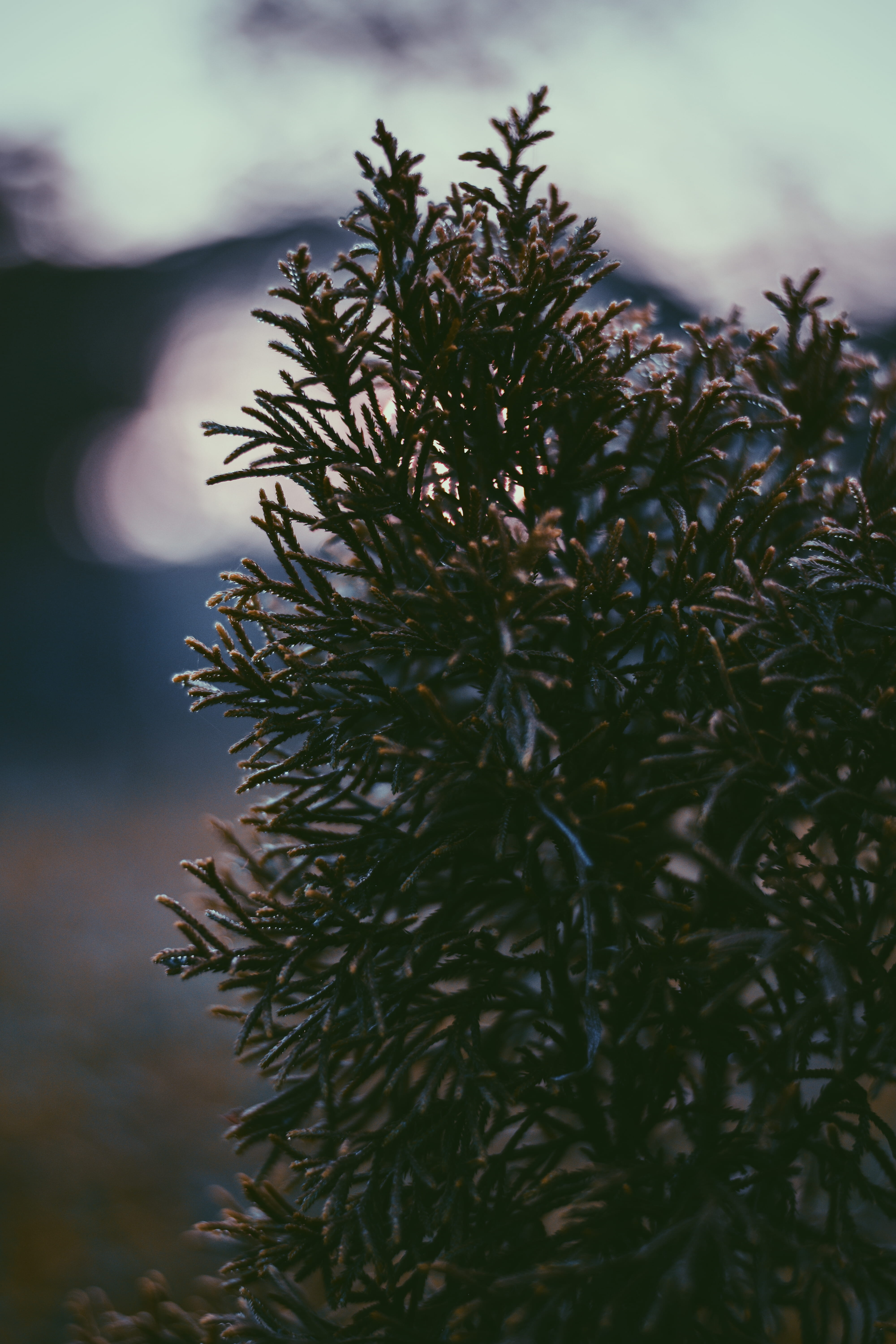 pine tree, green color, nature, branch, coniferous tree, guwahati, outdoors, growth, close-up, sky, plant part, beauty in nature, no people, tree, india, Phone HD Wallpaper