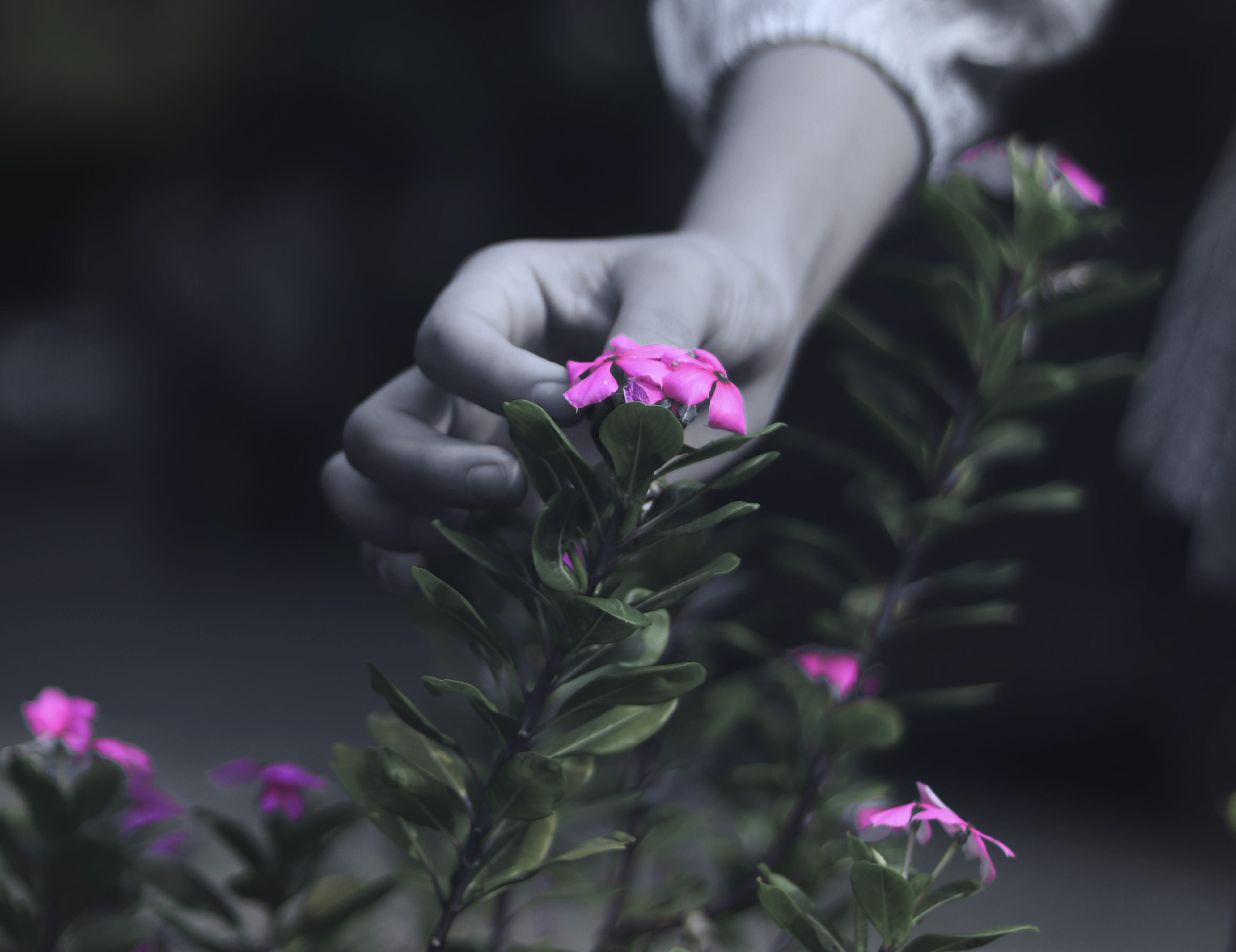 india, holding, selective focus, vulnerability, outdoors, close-up, flowering plant, finger, one person, hand, guwahati, plant, flower head, 4K, freshness, HD Wallpaper