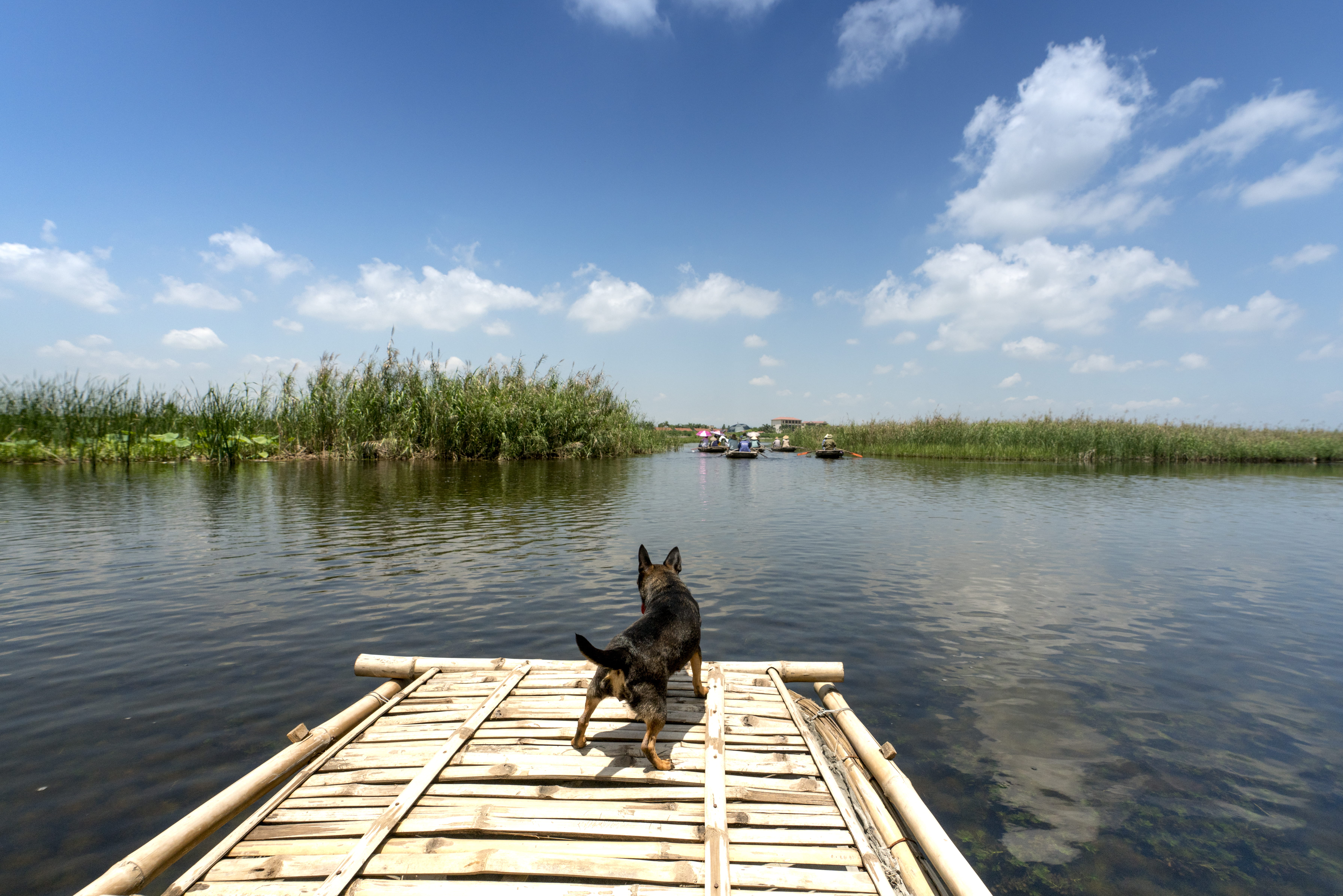 landscape, types, water, canine, domestic animals, watercrafts, grass, 5K, domestic, vertebrate, transportation, summer, animal, day, cloud - sky, black, HD Wallpaper