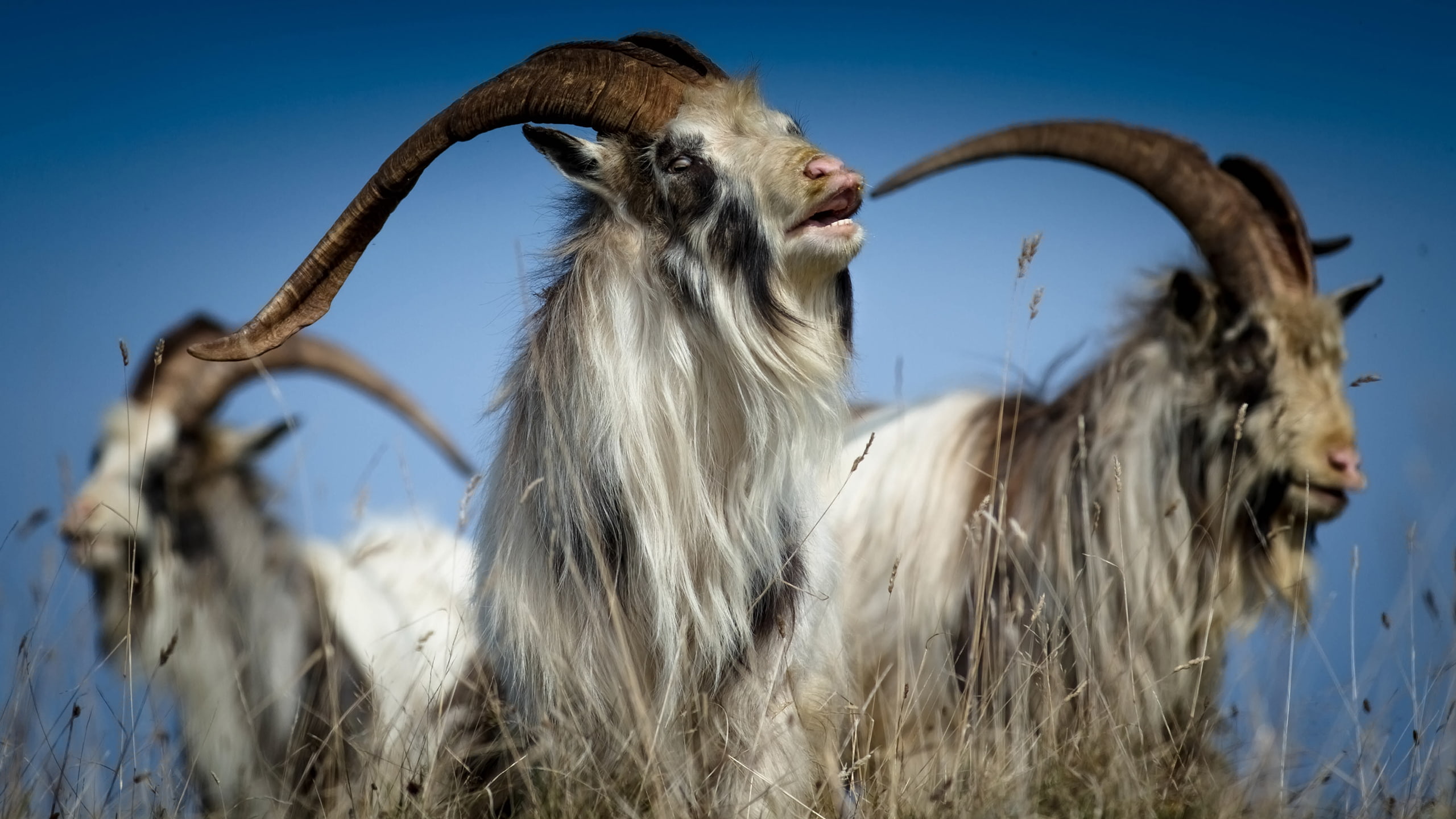 hd, goat, animals, 2K, HD Wallpaper