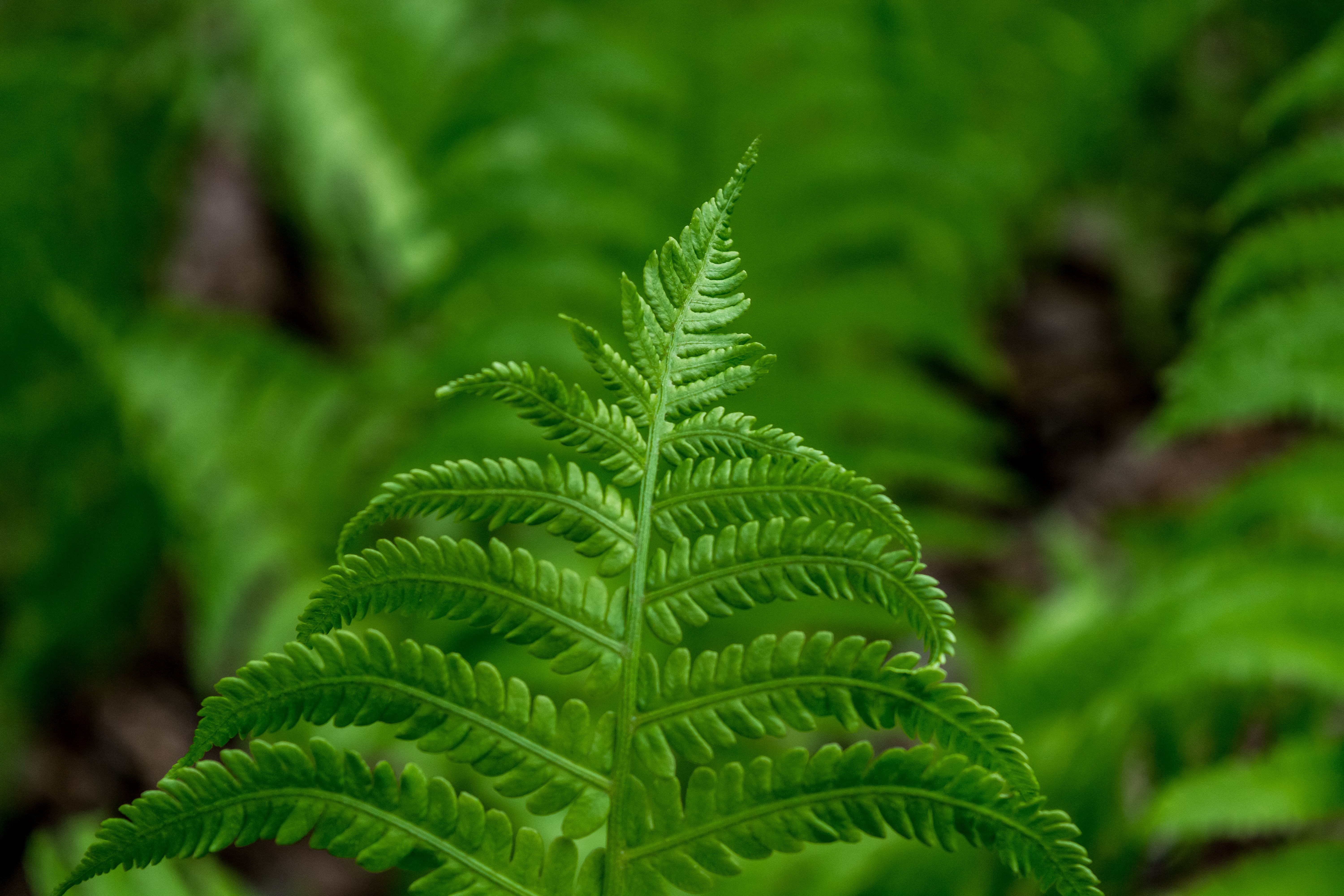 green Color, 5K, leaves, spring, nature, leaf, Centennial  Park, plant, fern, Moncton, close-up, green, forest, gree, HD Wallpaper