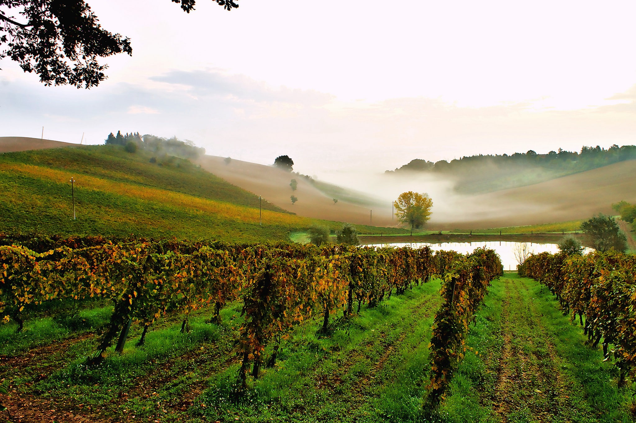 sky, fog, 1080P, morning, grass, gree, Italy, pond, vineyard, field, hills, HD Wallpaper
