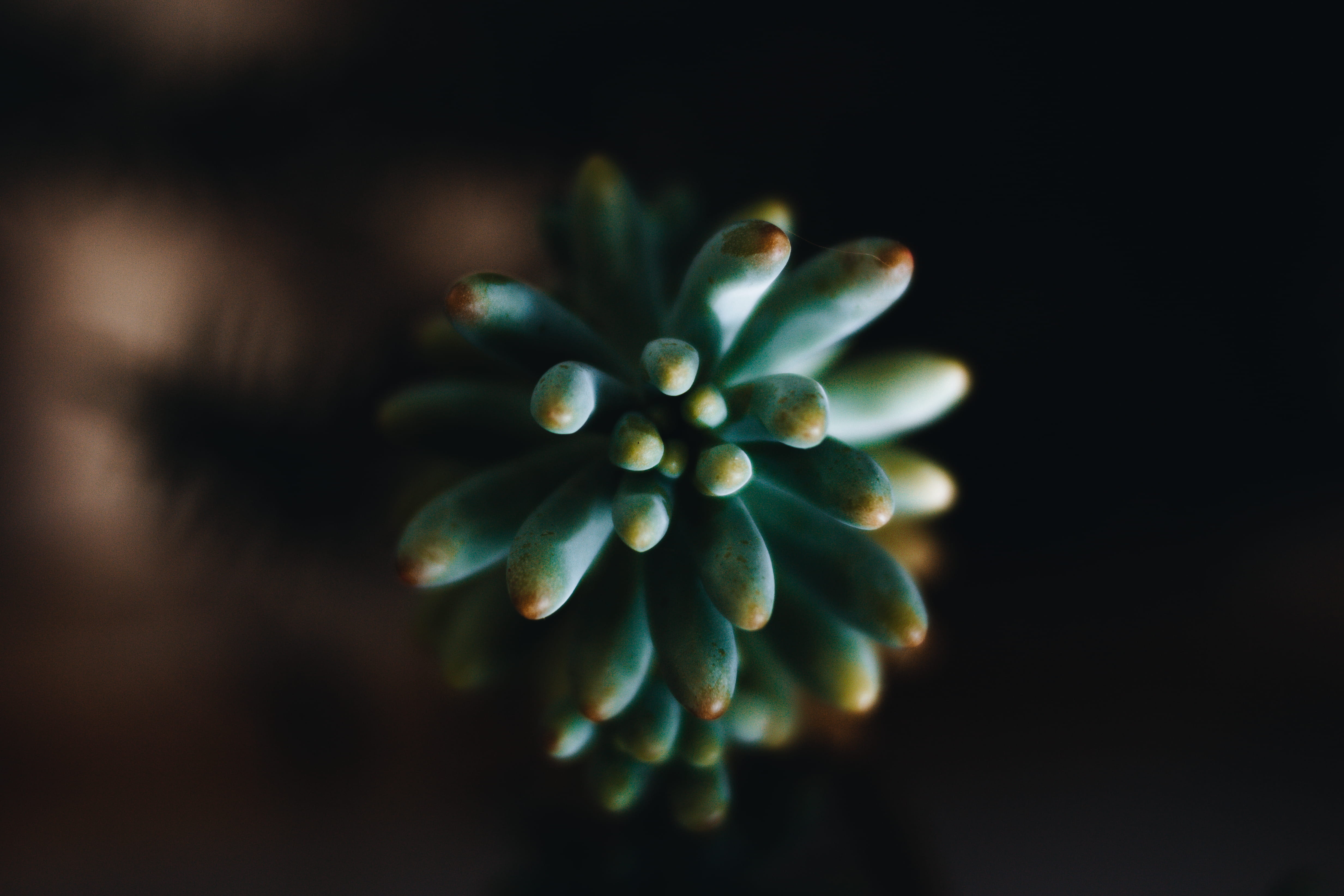 tree, style, rural, wellbeing, food, flowering plant, plant, suculenta, naturelife, gree, freshness, flower, fruit, black background, ruralliving, selective focus, HD Wallpaper