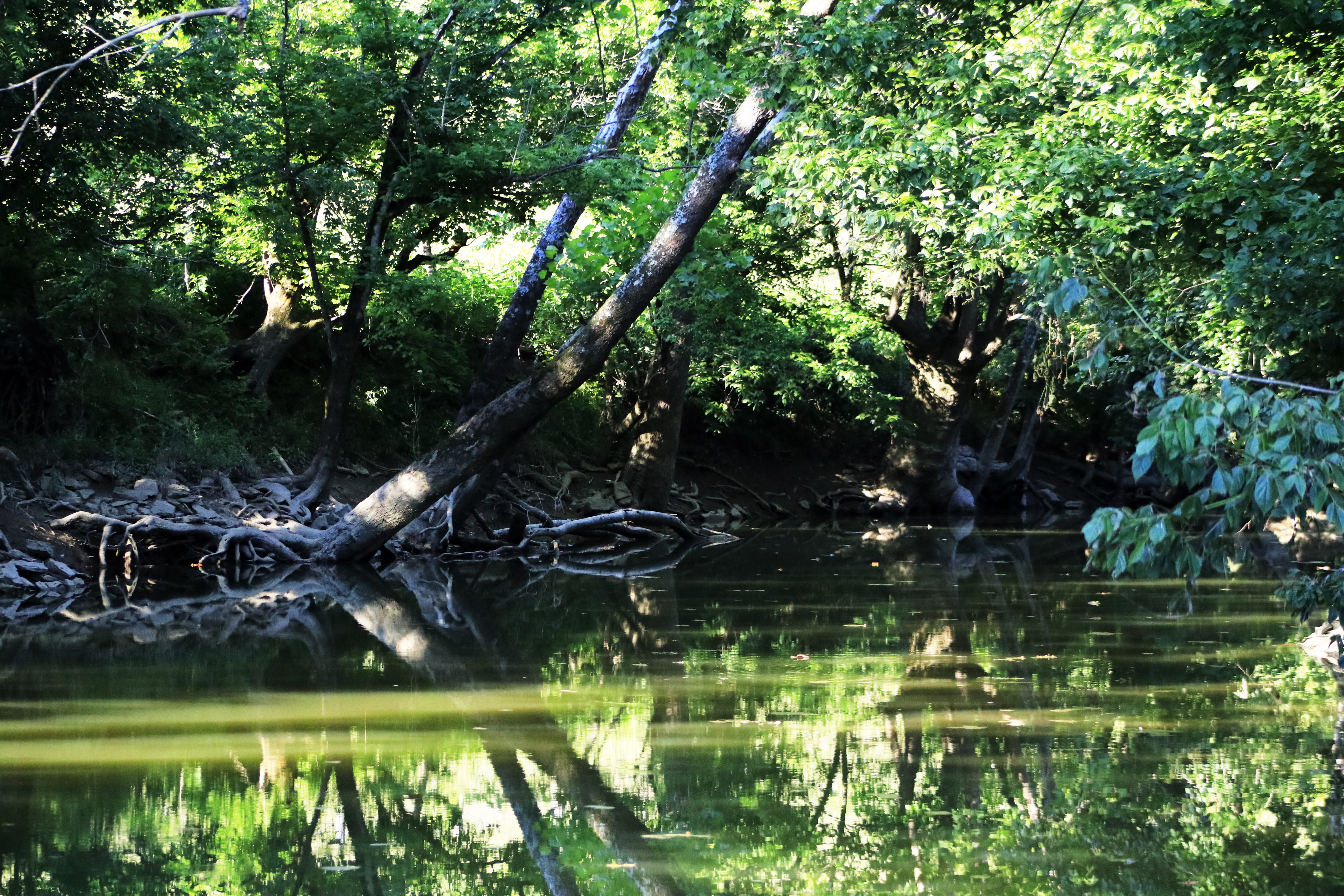beauty in nature, stumps, fishing, forest, leaves, creek, cover, lake, day, peaceful, growth, scenics - nature, swamp, peace, fish, outdoors, HD Wallpaper