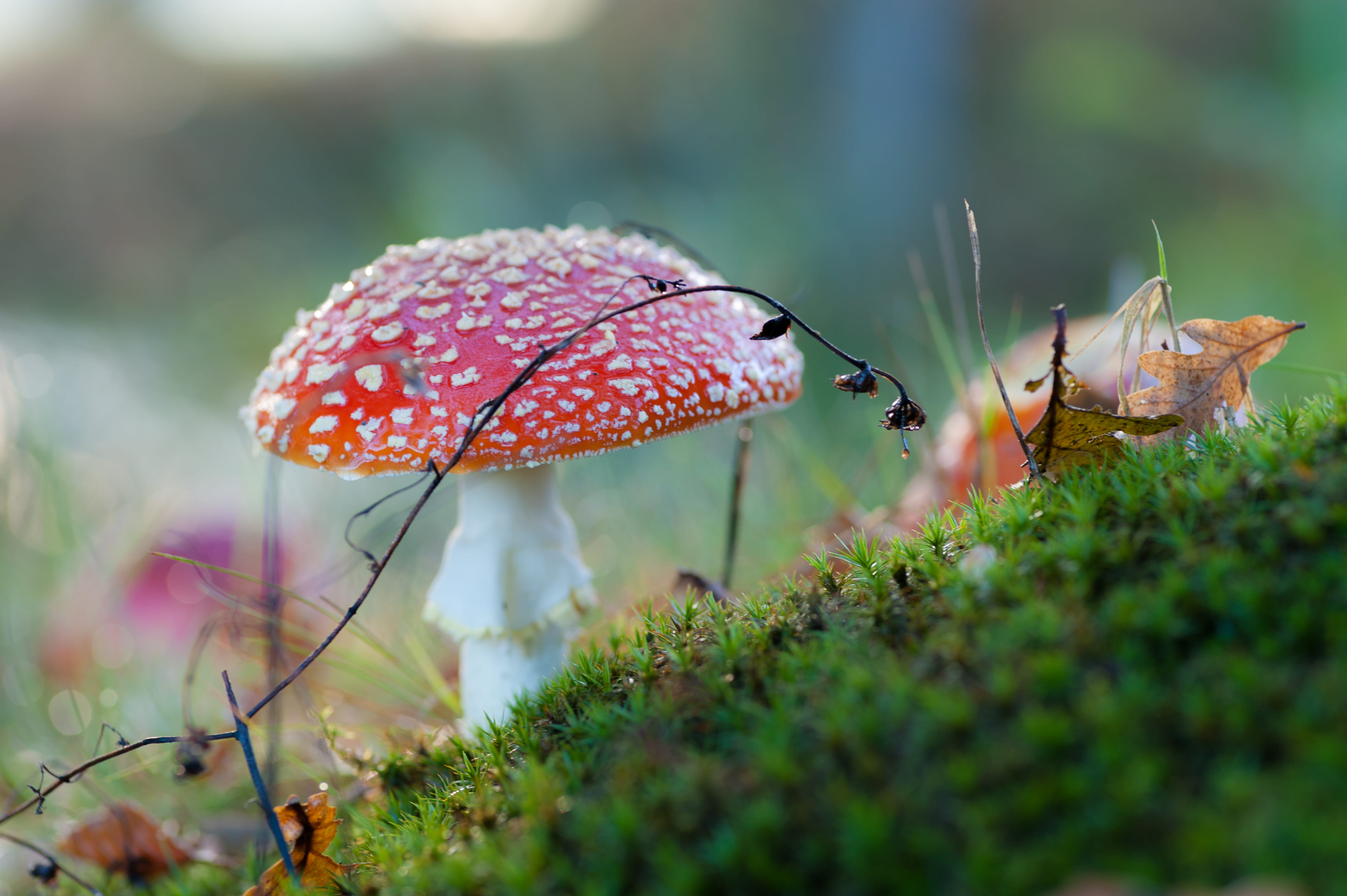 green color, close-up, fly agaric mushroom, green, growth, gree, no people, red, land, beauty in nature, food, nature, autumn, white, ground, freshness, HD Wallpaper