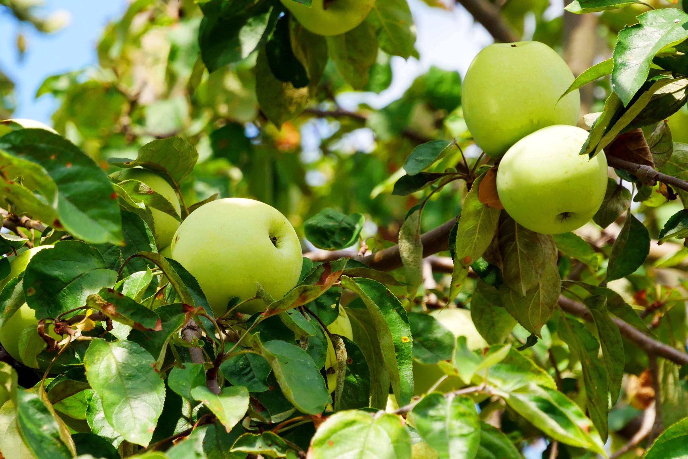apple photos, plant part, yellow, leaf, branch, growth, apple, healthy eating, apple pic, tree, 1080P, agriculture, fruit, picture of apple, green color, HD Wallpaper