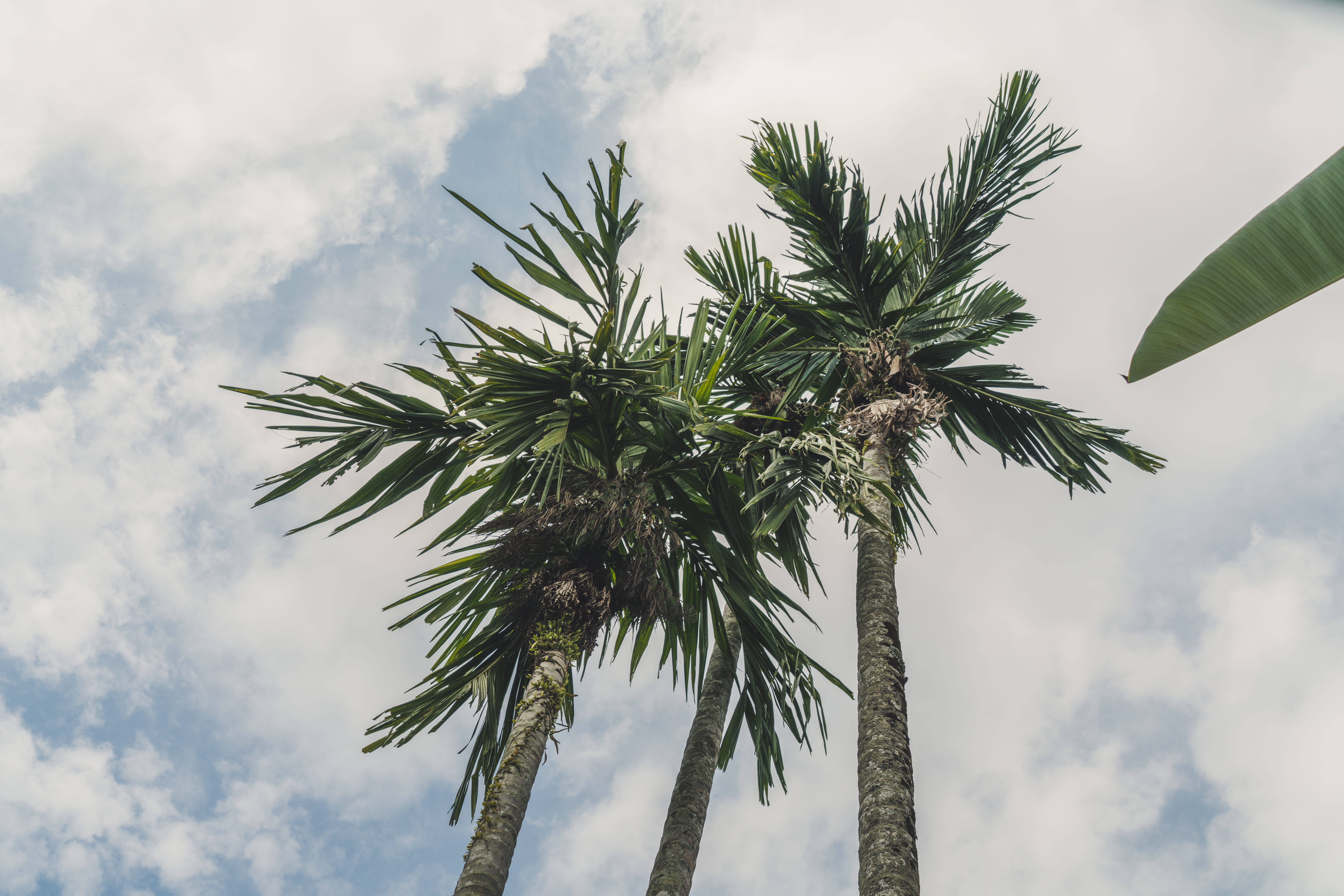 palm leaf, palm tree, cloud - sky, trunk, beauty in nature, day, no people, indonesia, outdoor, leaf, blue sky, nature, looking up, gree, bali, sun, tree, HD Wallpaper