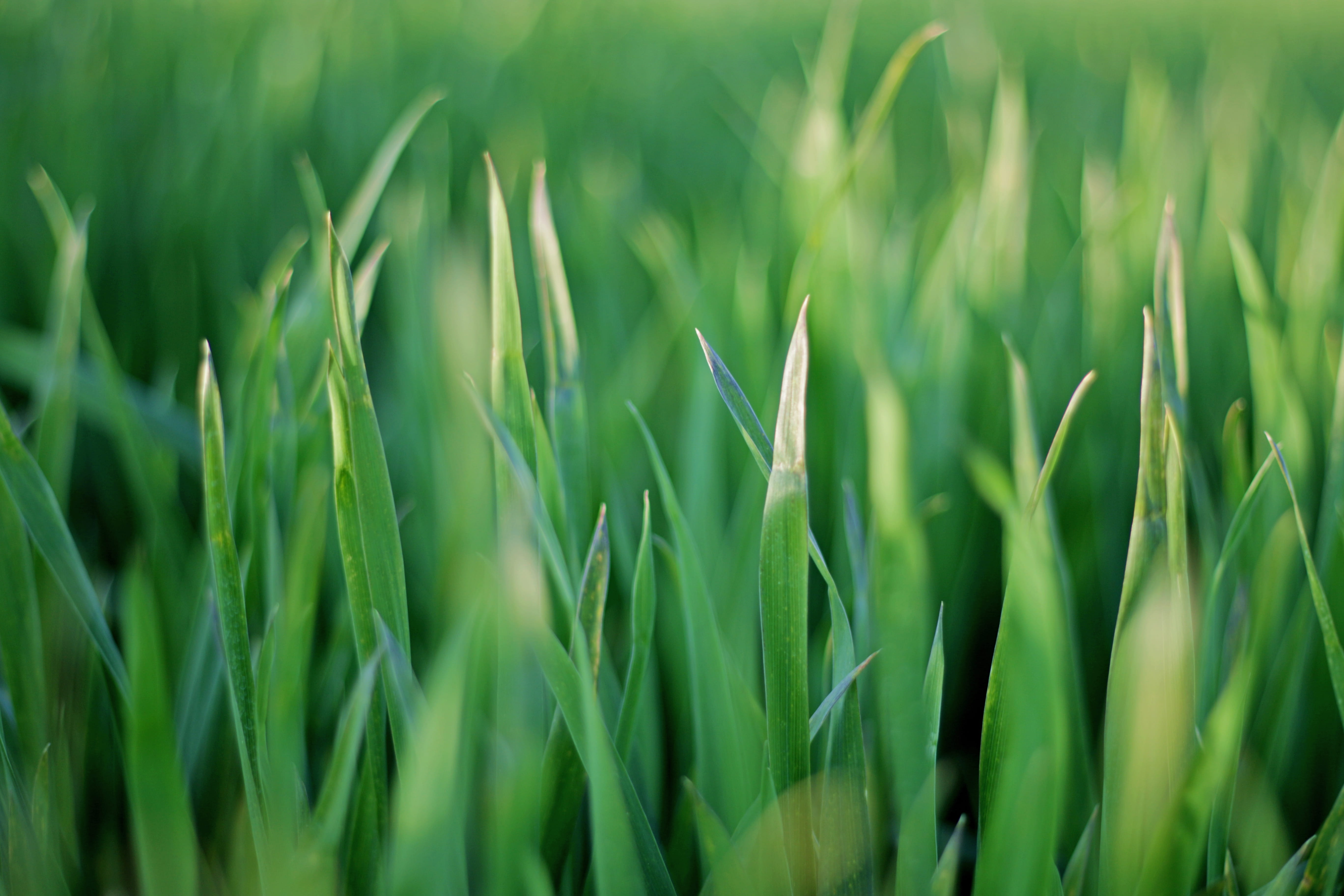 freshness, rural scene, farm, no people, beauty in nature, selective focus, gree, bohek, blade of grass, field, land, backgrounds, agriculture, outdoors, HD Wallpaper