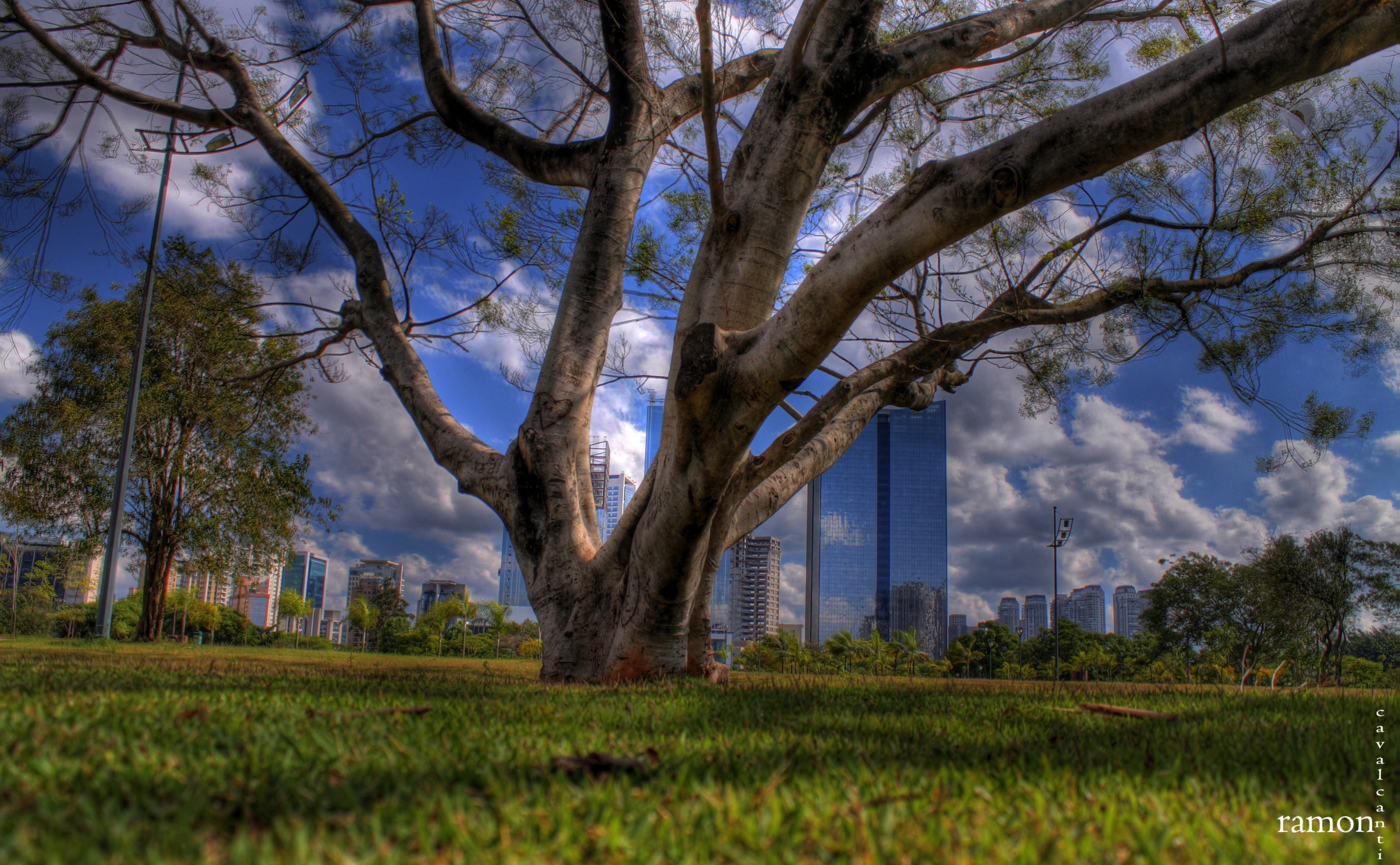 office building exterior, tree pov, brown, cloud - sky, skyscraper, day, view, green color, grass, plant, field, outdoors, building exterior, trunk, branch, HD Wallpaper