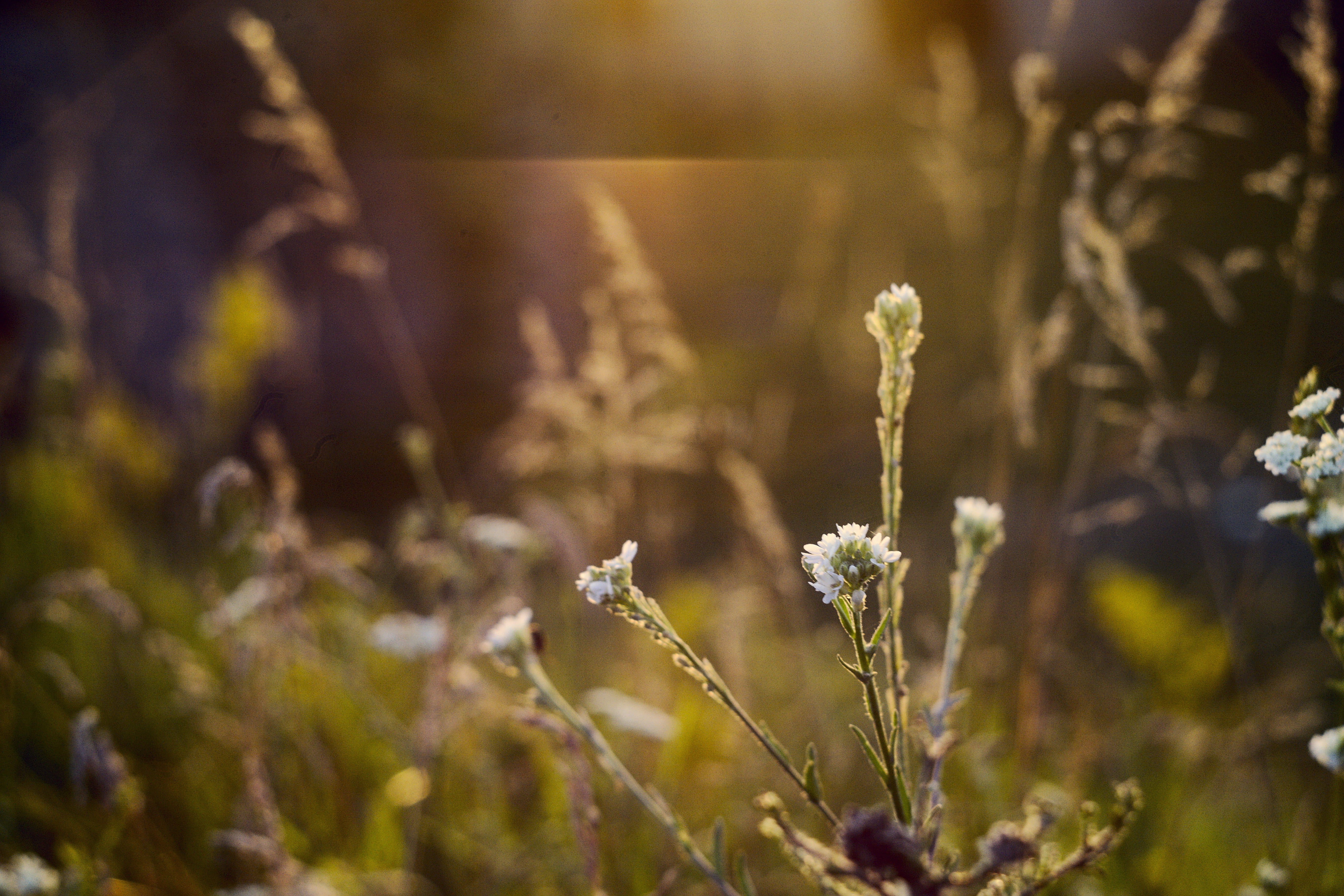 kamyanets-podilskyi, field, flowering plant, selective focus, grass, yellow, flowerbed, no people, tranquility, freshness, gree, sunlight, 5K, outdoors, HD Wallpaper