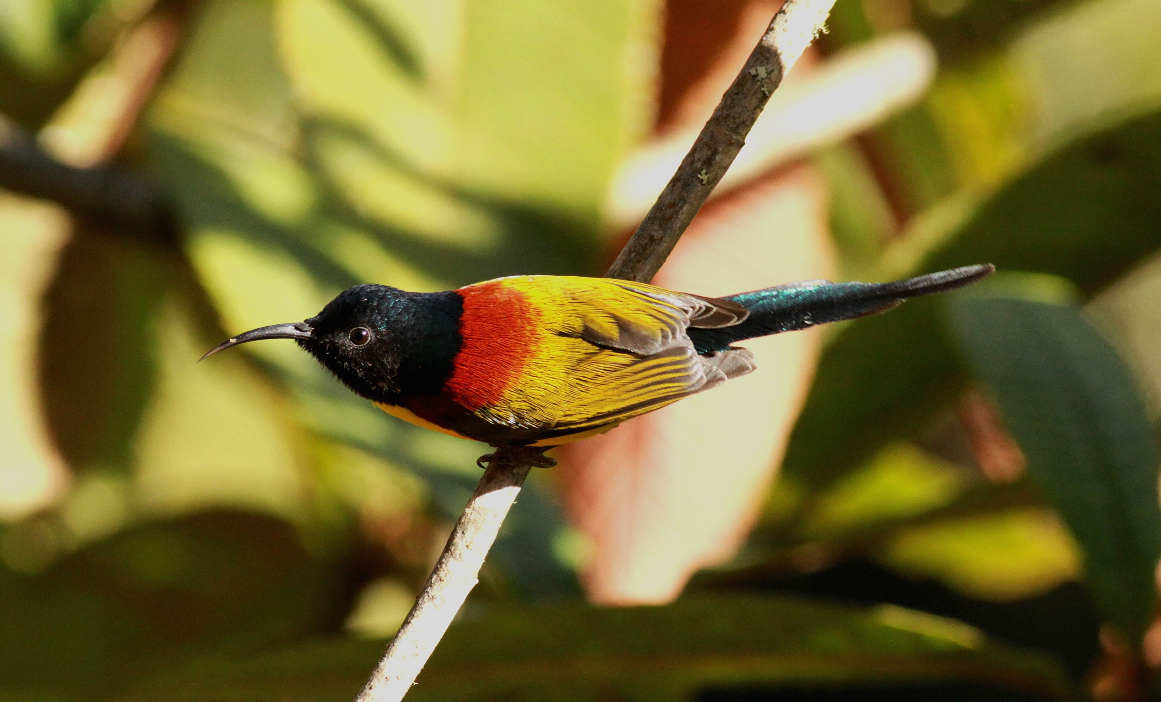 one animal, close-up, plant, tropical rainforest, bird, 4K, no people, perching, vertebrate, nature, aethopyga nipalensis 4k beautiful  hd quality, day, HD Wallpaper