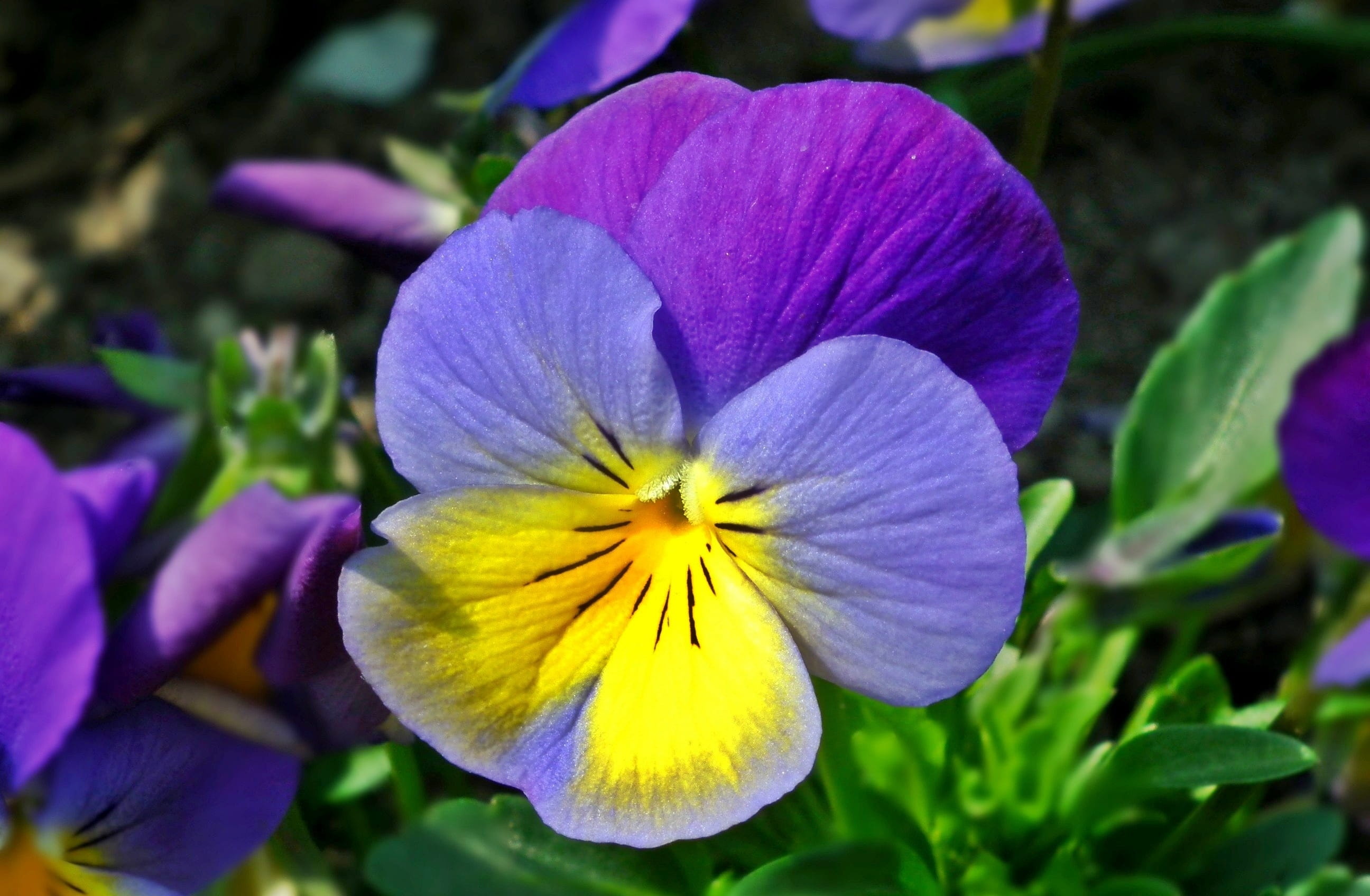 flower, growth, plant, garden, close-up, vulnerability, beauty in nature, purple, day, petal, inflorescence, yellow, closeup, fragility, focus on foreground, HD Wallpaper