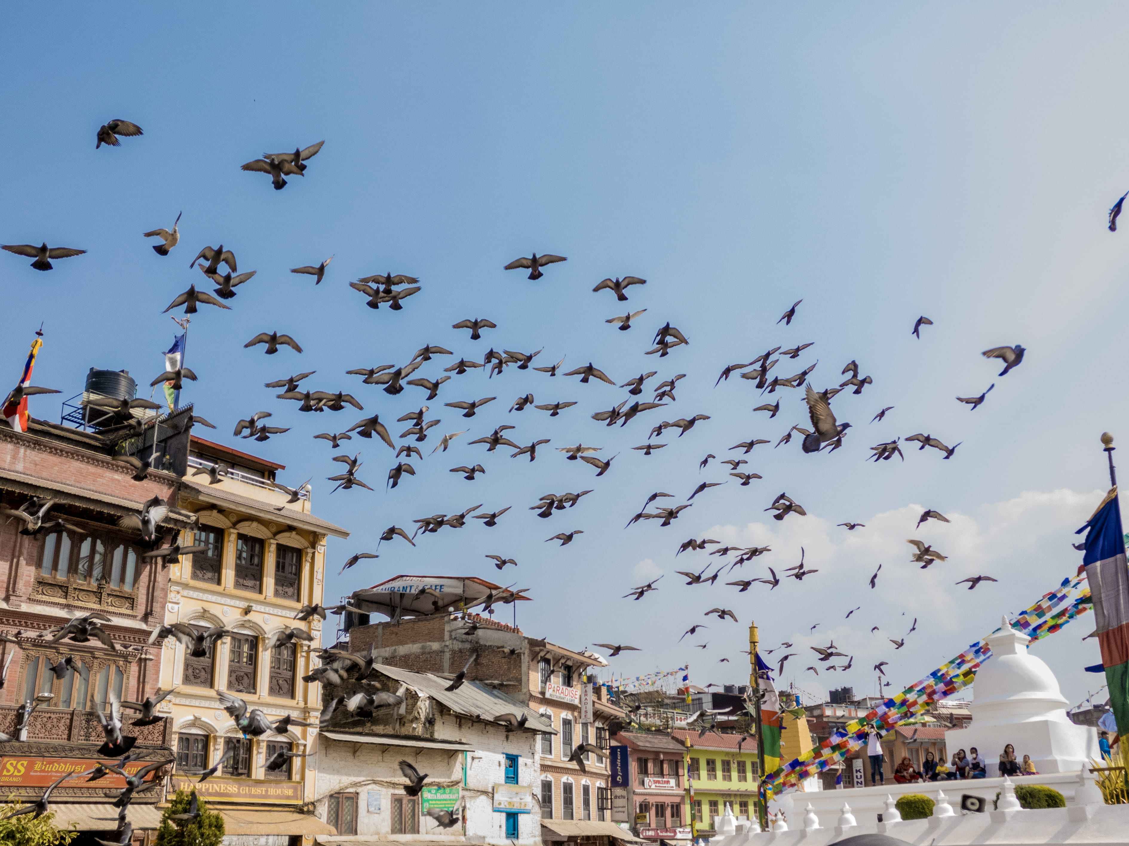 kathmandu, building, nature, animal, building exterior, group of animals, flock of birds, animals in the wild, animal wildlife, pigeons, city, boudhha, HD Wallpaper