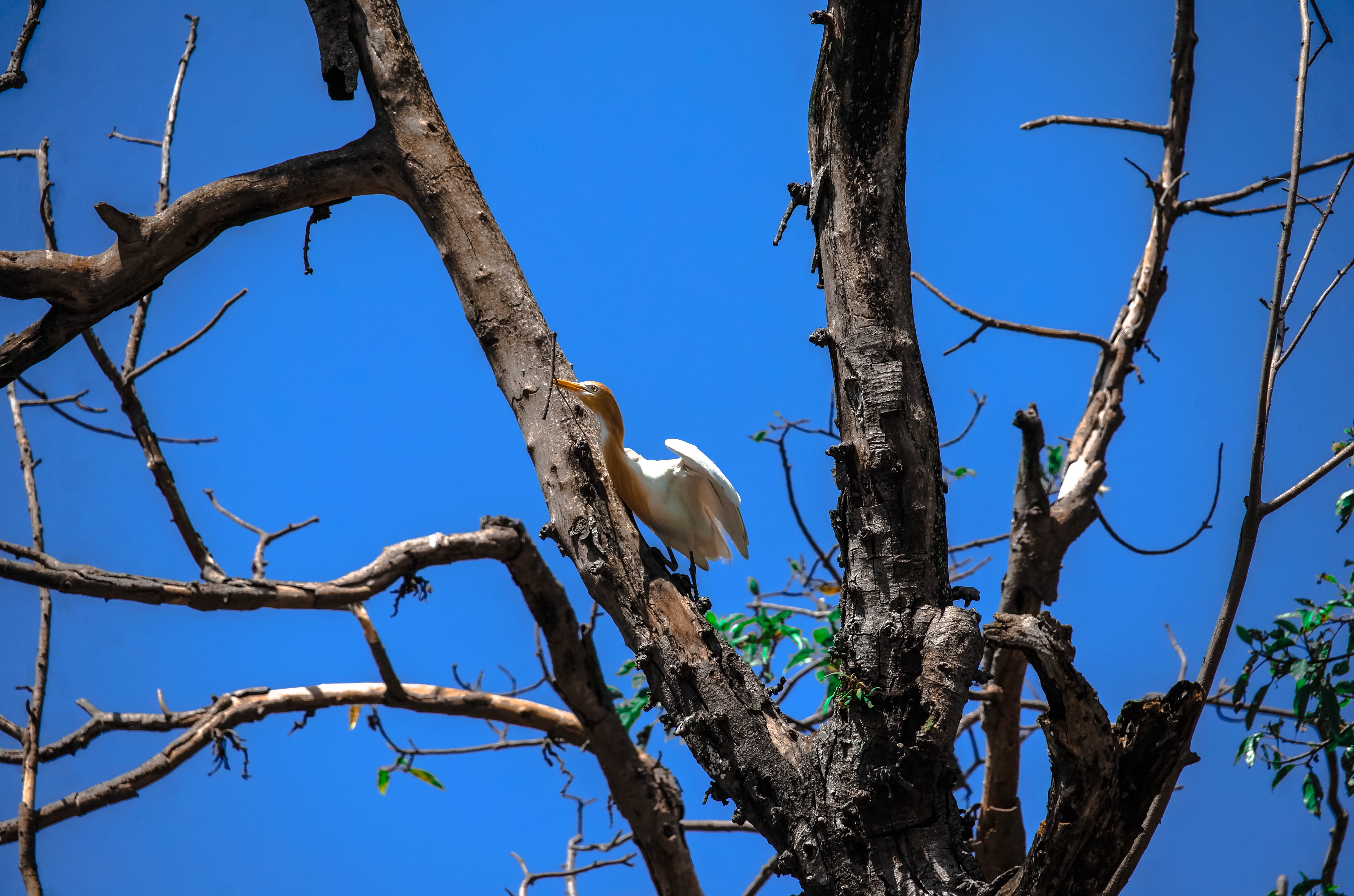 animal wildlife, bird, animal themes, perching, stork, nepalese, plant, outdoors, day, tree, animals in the wild, blue, no people, wildlife, branch, flying, HD Wallpaper