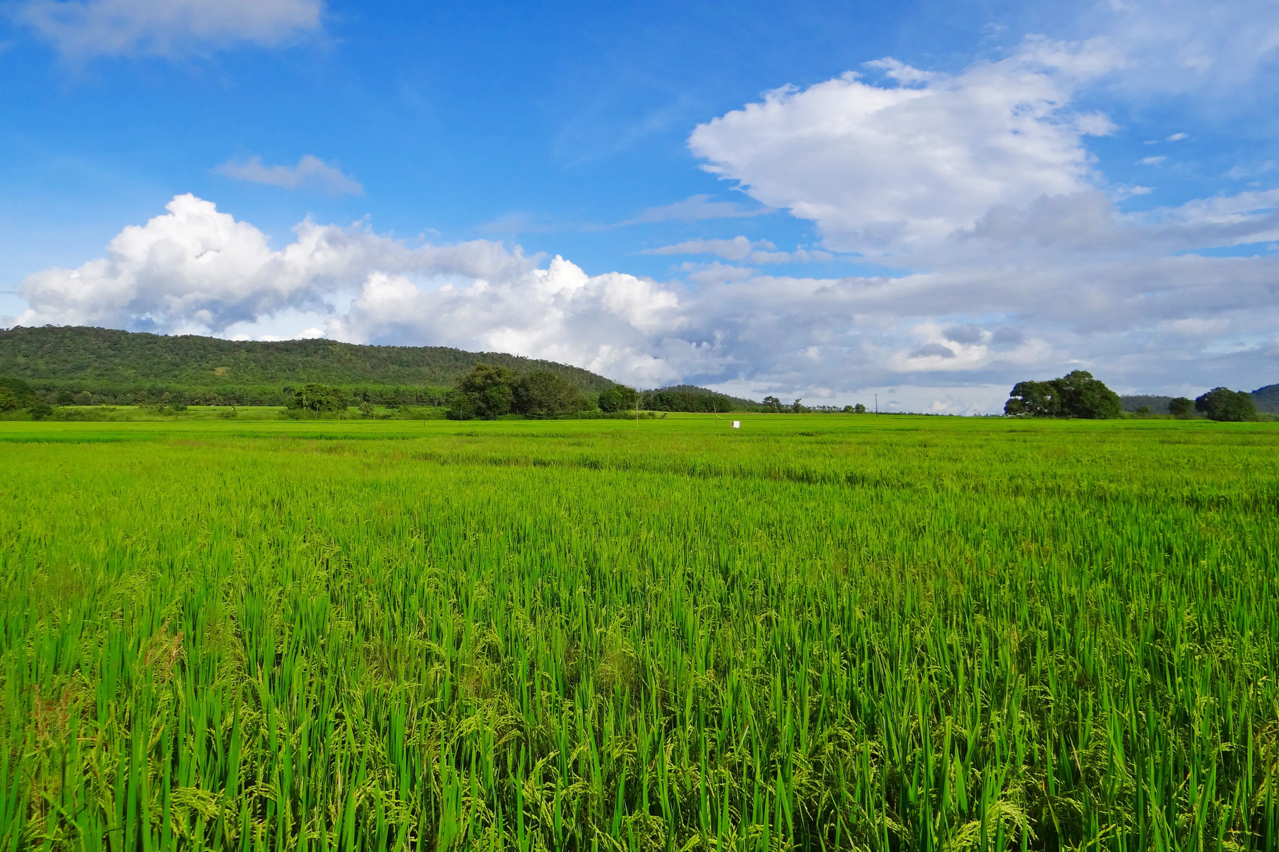 clouds, cultivation, field, day, tranquility, grass, cloudy, cultivated, plant, landscape, karnataka, countryside, paddy, land, farmland, beauty in nature, HD Wallpaper