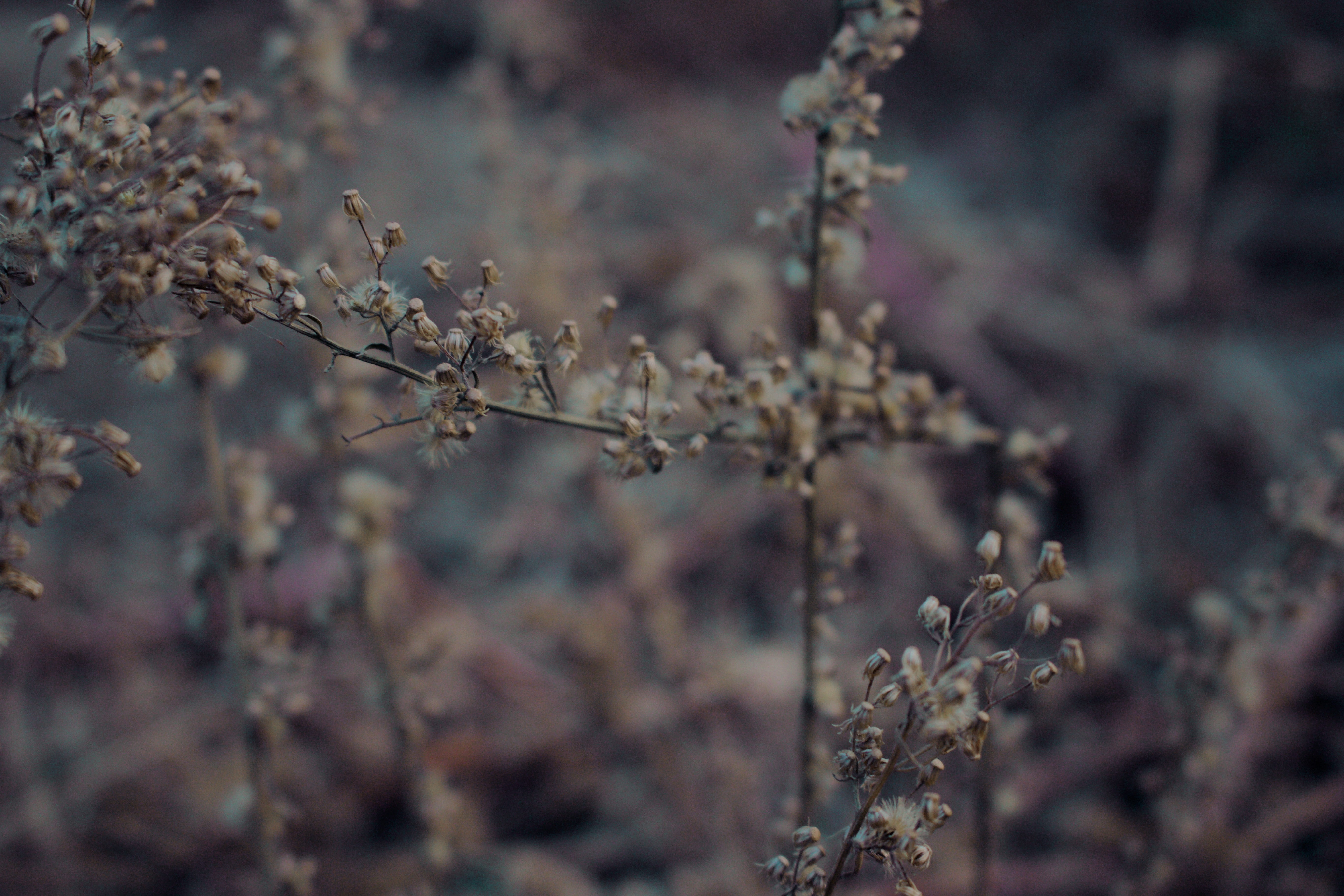 wildflowers, branch, close-up, nature, fragility, food and drink, ferns, plant, growth, land, food, day, dry, no people, 5K, flowering plant, srinagar, HD Wallpaper