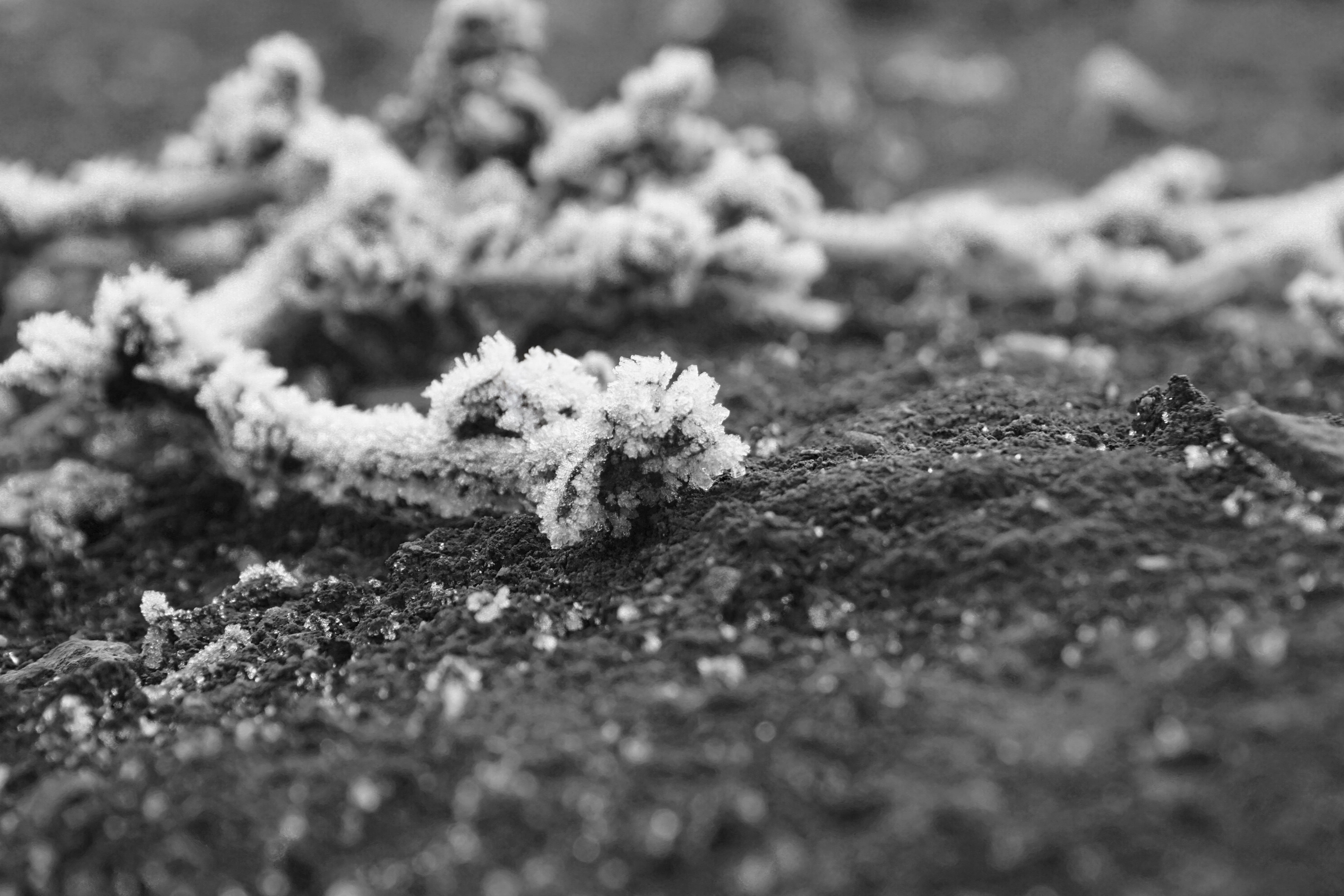 day, frost, vulnerability, cold temperature, close-up, sonya6000, bokeh, depth, beauty in nature, selective focus, plant, lichen, field, winter, srinagar, HD Wallpaper